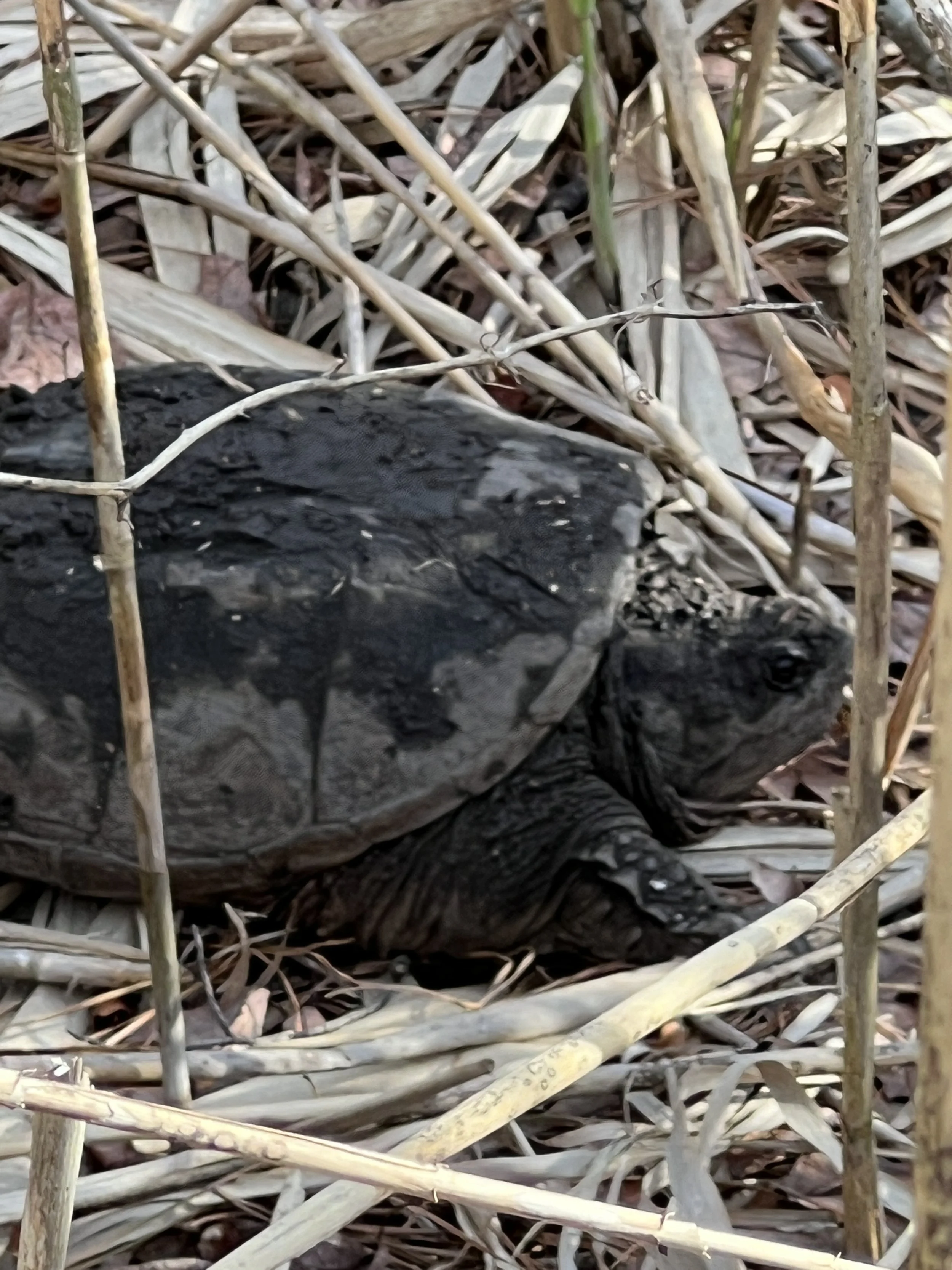Turtle Two