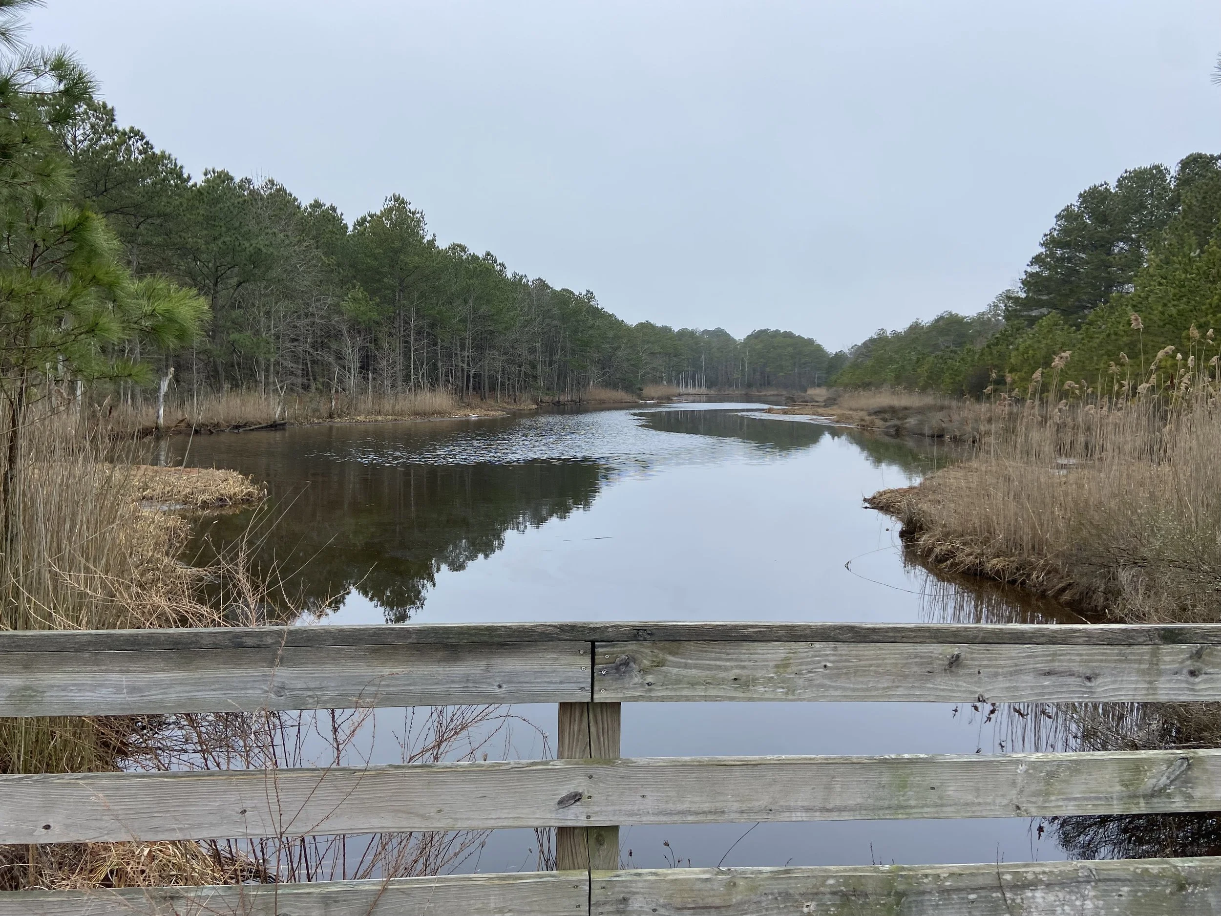 Wetlands from Watermark