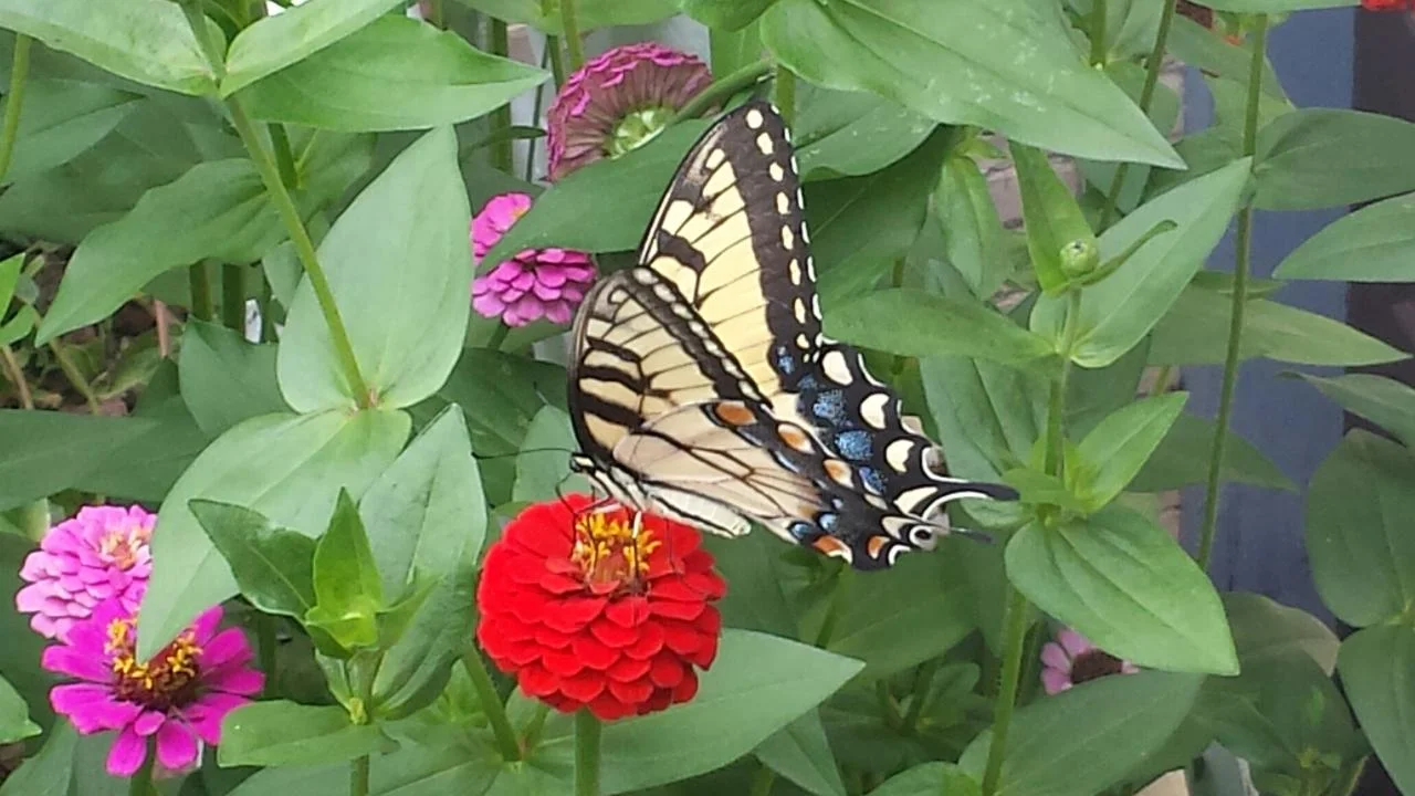butterfly.jpg