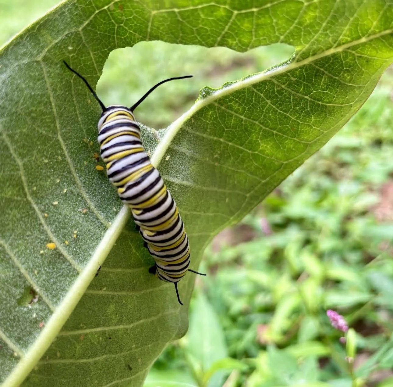 Butterflies and Children, Soaring Naturally