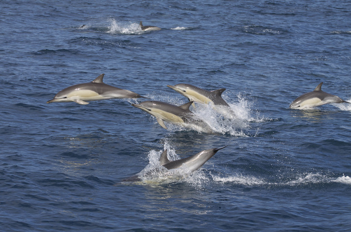 Dolphin Safaris