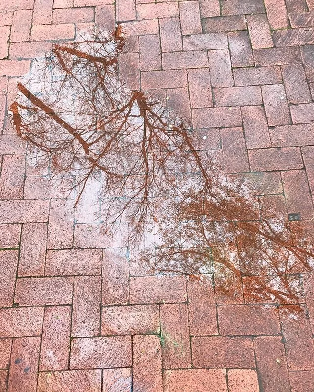 Starting to see more clearly again - I&rsquo;m a sucker for trees, shadows, and puddles. .
.
.
#youcanthavearainbowwithoutalittlerain #trees #vibes #quarantine #experimental #treehugger #clearvision