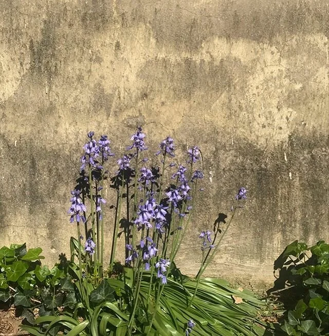 Happy Belated #EarthDay 🌎🌍🌏 wandering and running in my neighborhood the other day, I&rsquo;ve never experienced spring like I have this year. I am noticing an abundance of flowers all around me. Is it always like this?! I have more time for walks