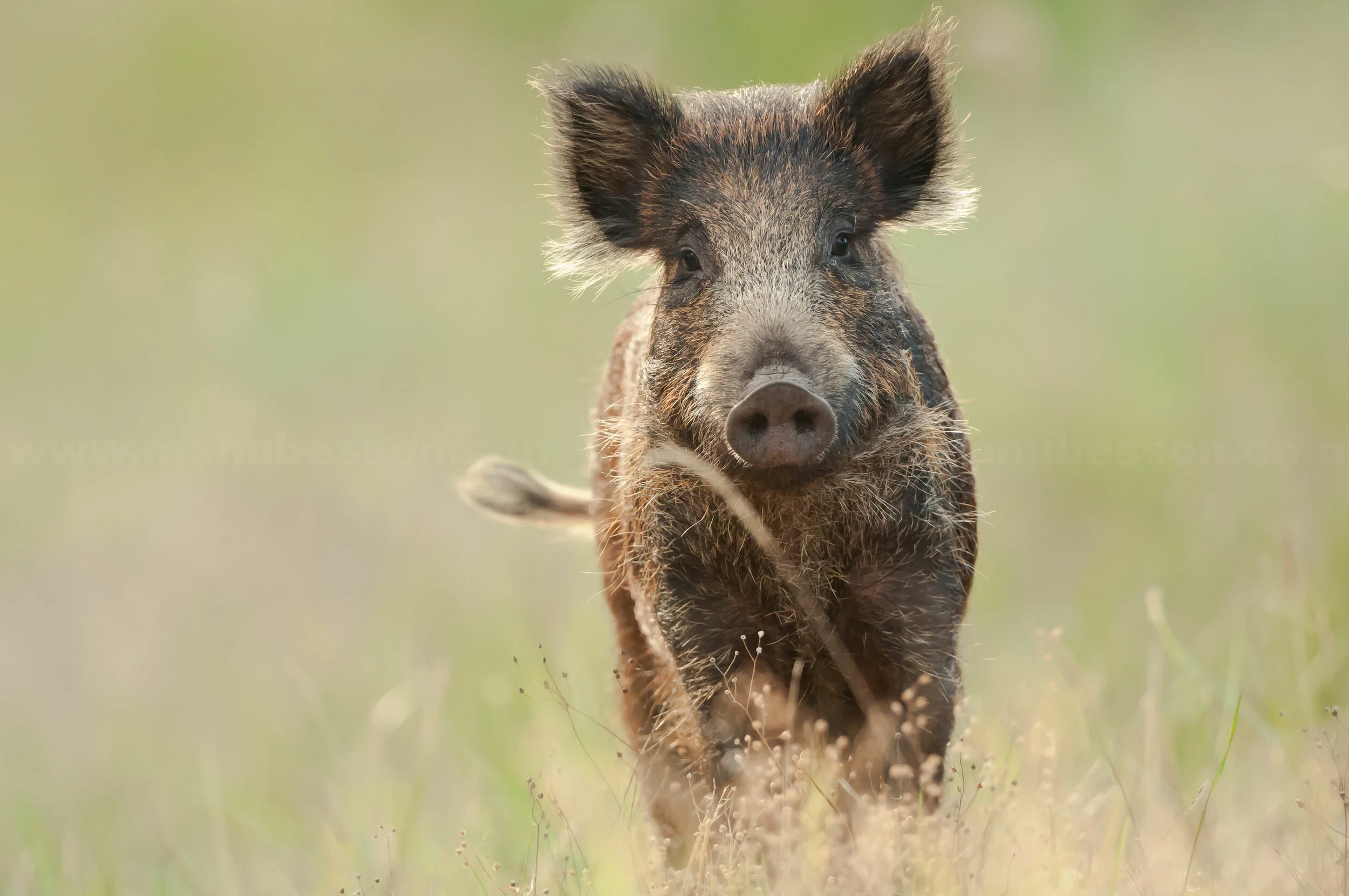 Economic benefits of feral pig control