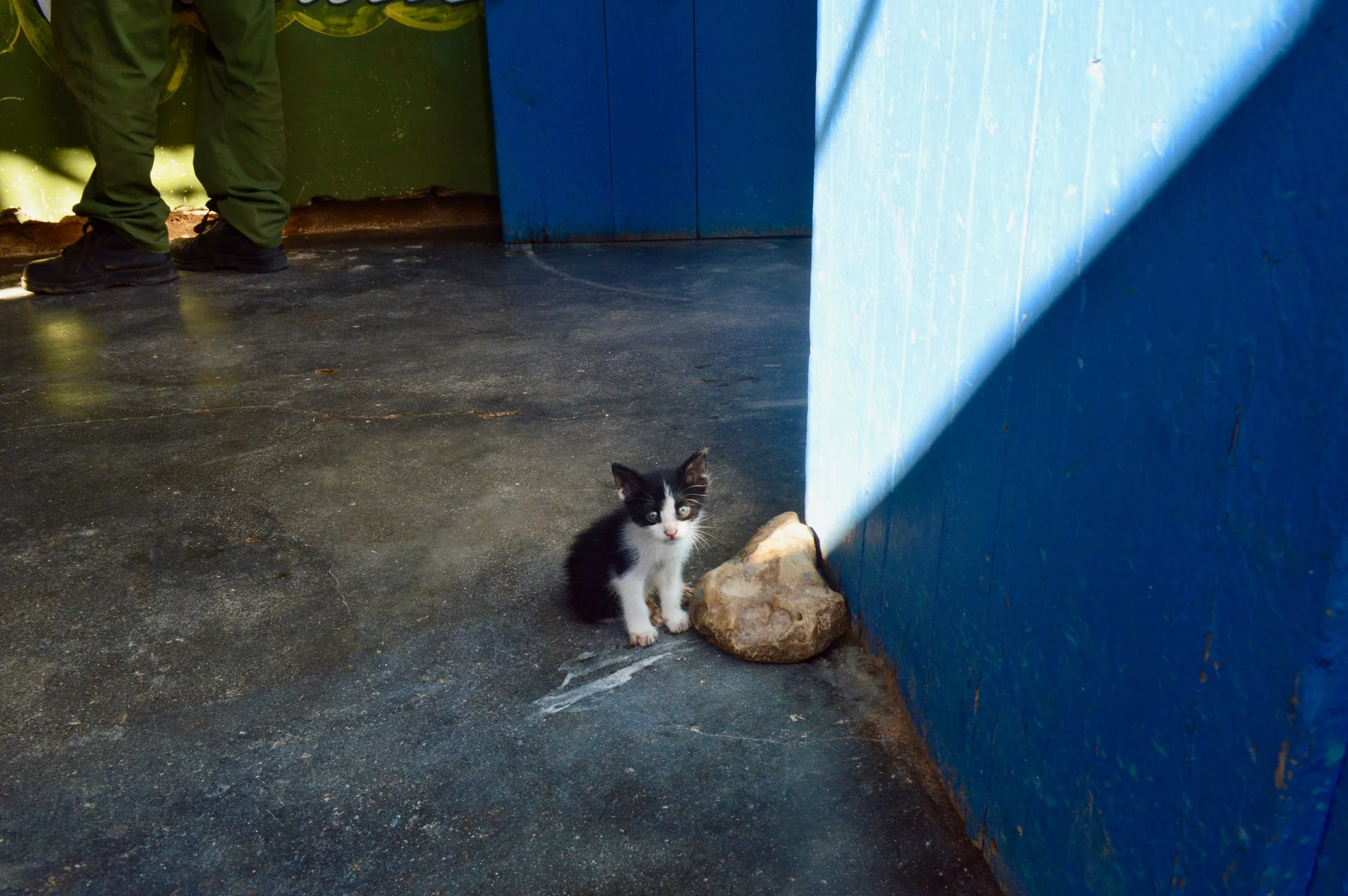 Trinidad- gatito.jpg