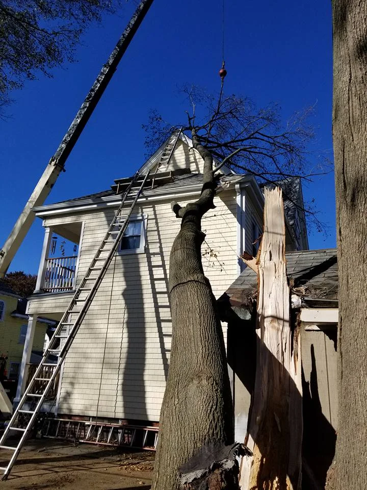 SRD Enterprise Tree removal 1.jpg