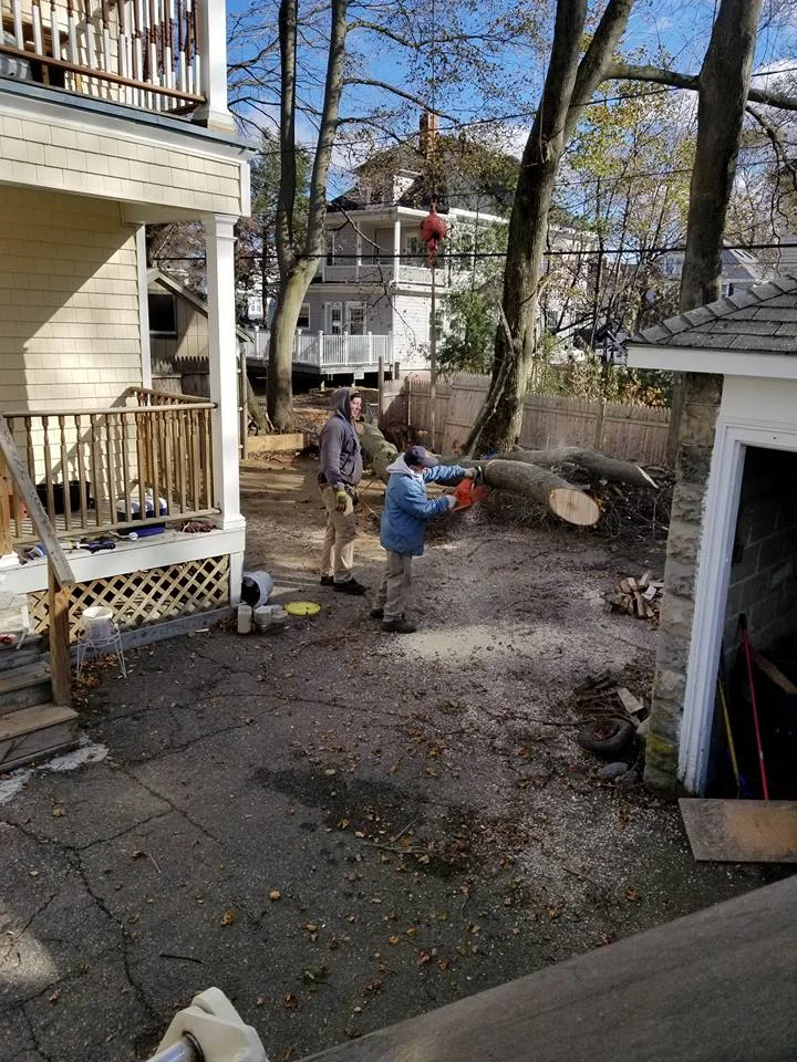 SRD Enterprise Tree removal 2.jpg