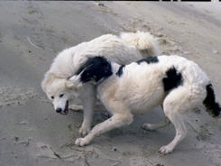 dogs running.png