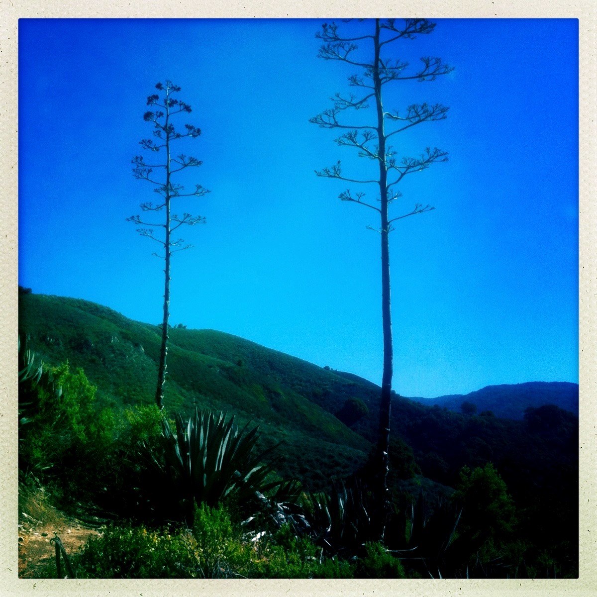 Big Sur Bixby .jpg