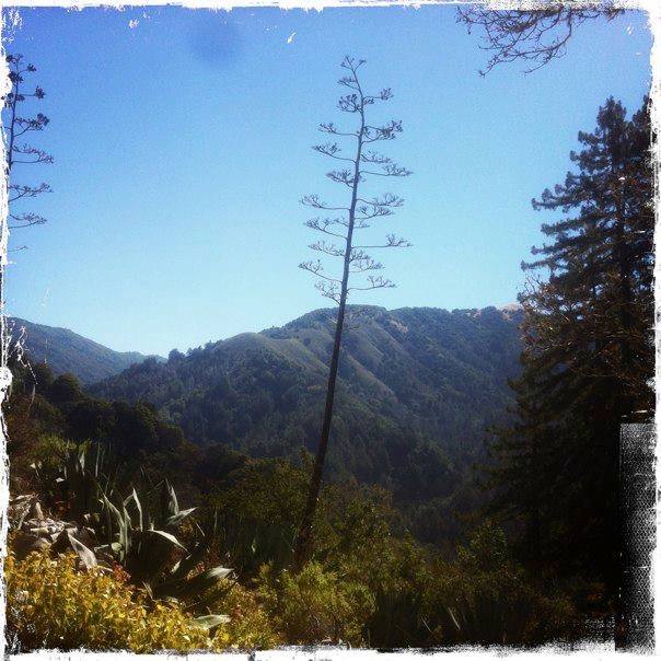 Big Sur back country.jpg