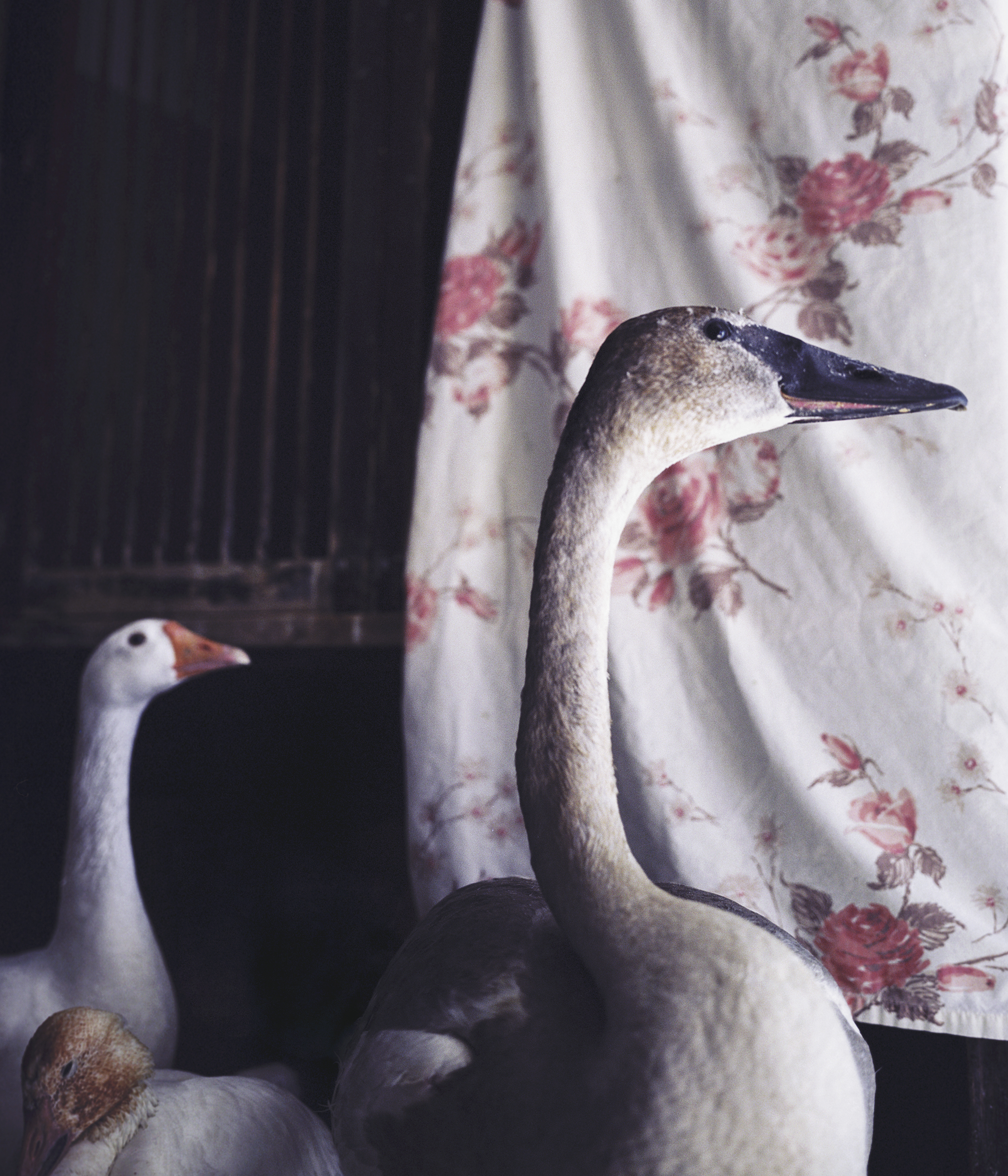 Trumpeter Swan with Friends -  Finding Trust Series
