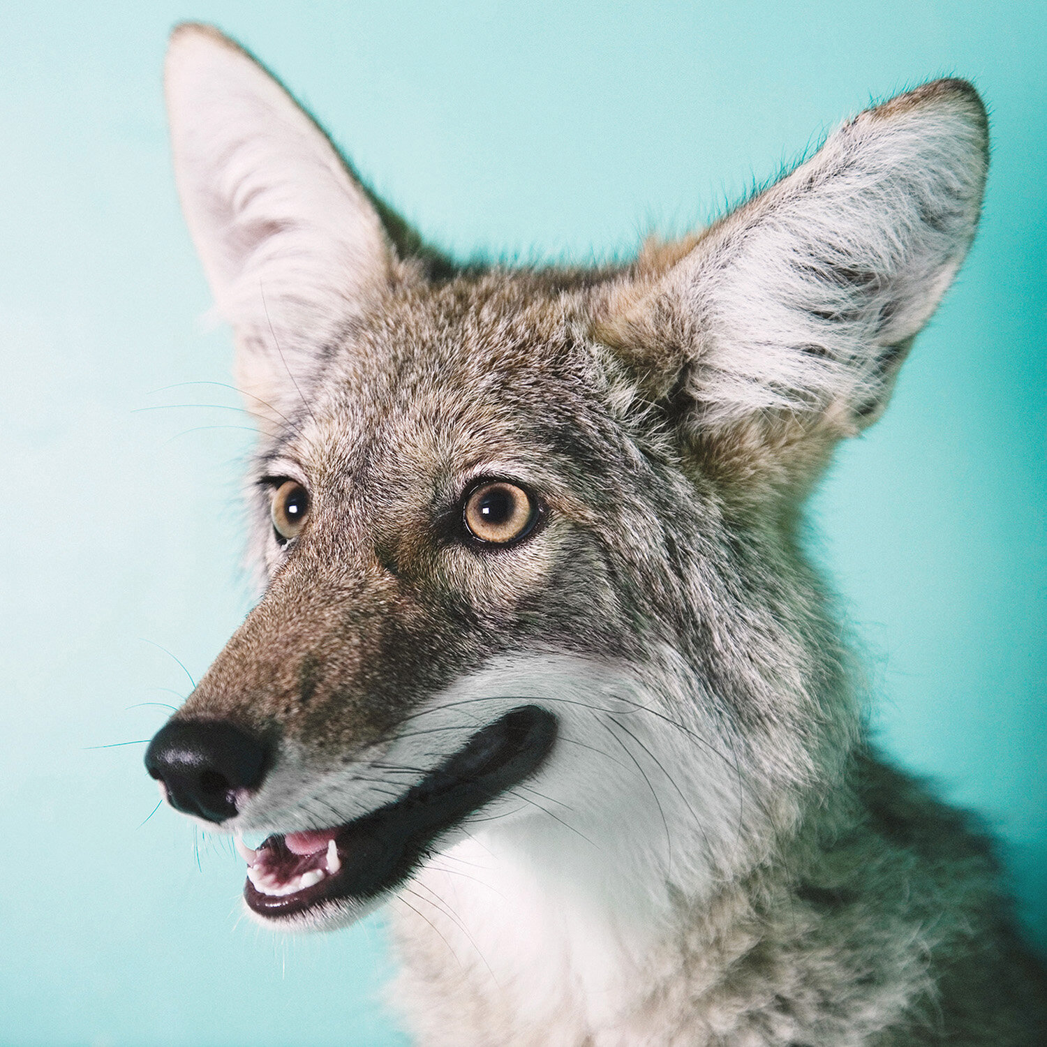 Rescued Coyote, Finding Trust Series