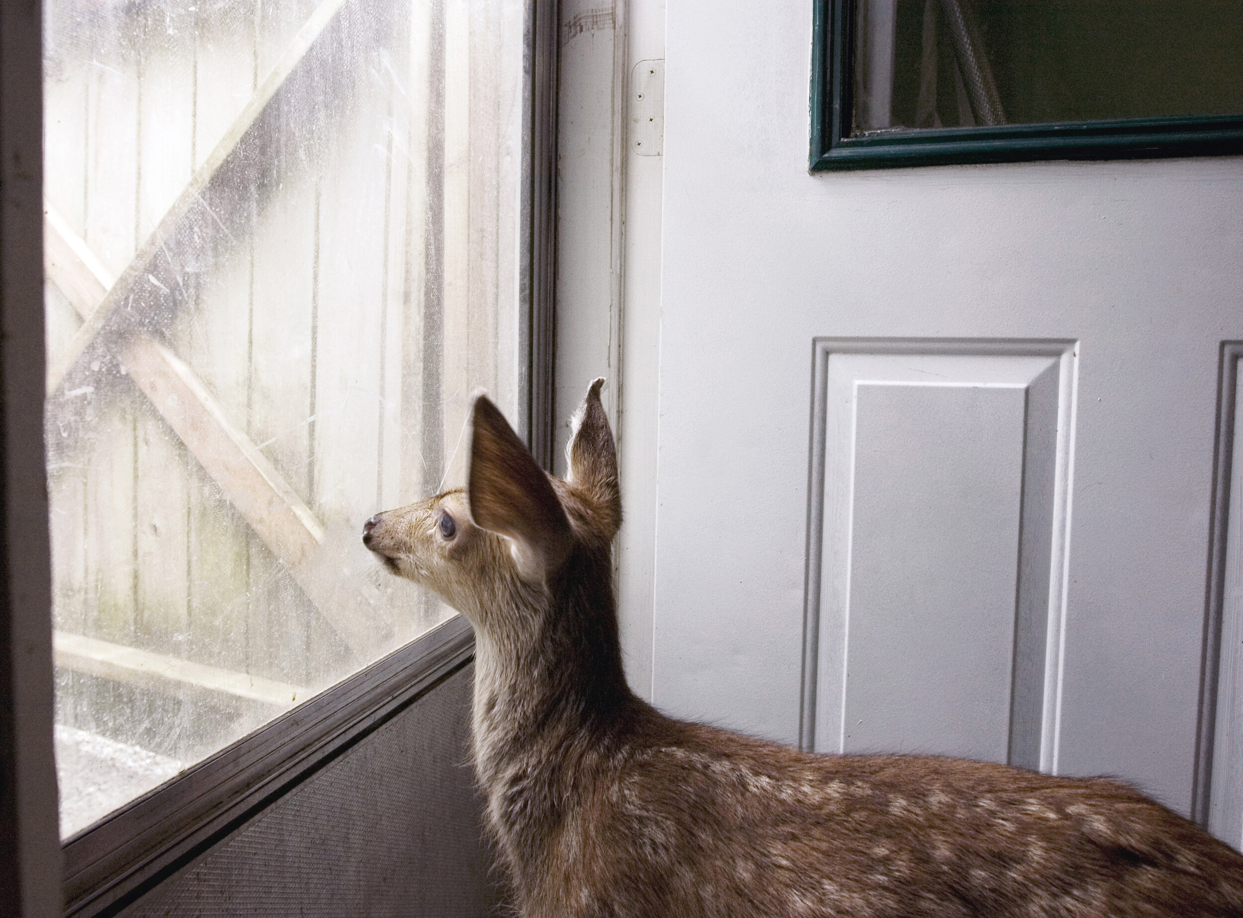 Fawn Looking Into Spring - Finding Trust Series