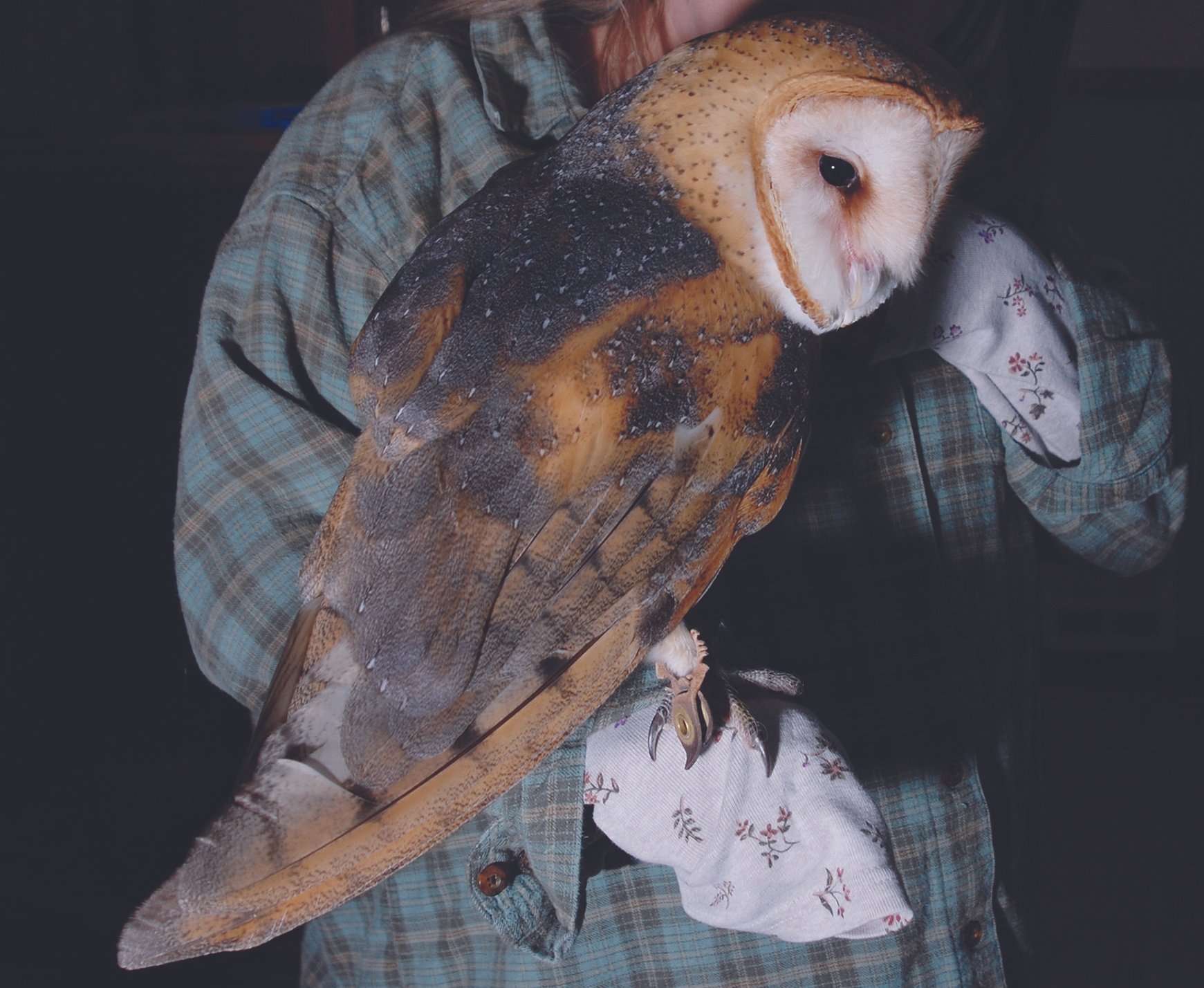 Leslie Holding a Rescued Barn Owl-Finding Trust
