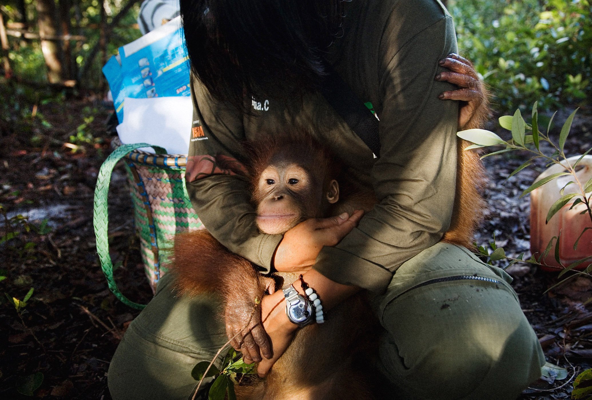 Nyaru Menteng Orangutan Rescue, Palankaraya Indonesia