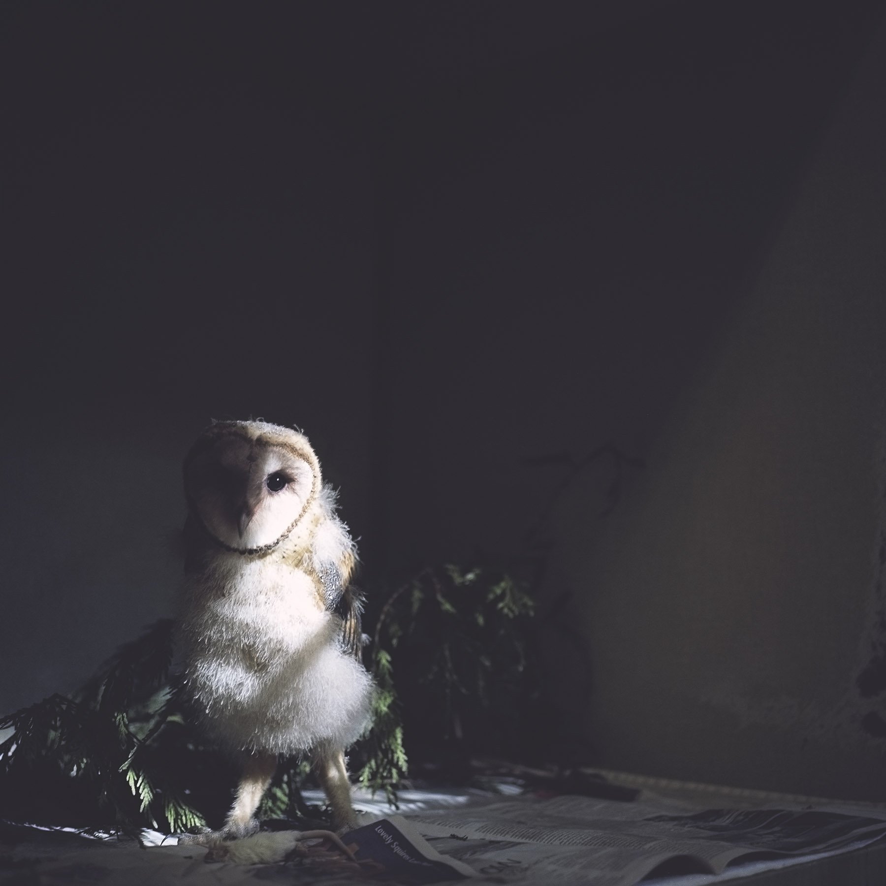 Juvenile Barn Owl-Finding Trust Series