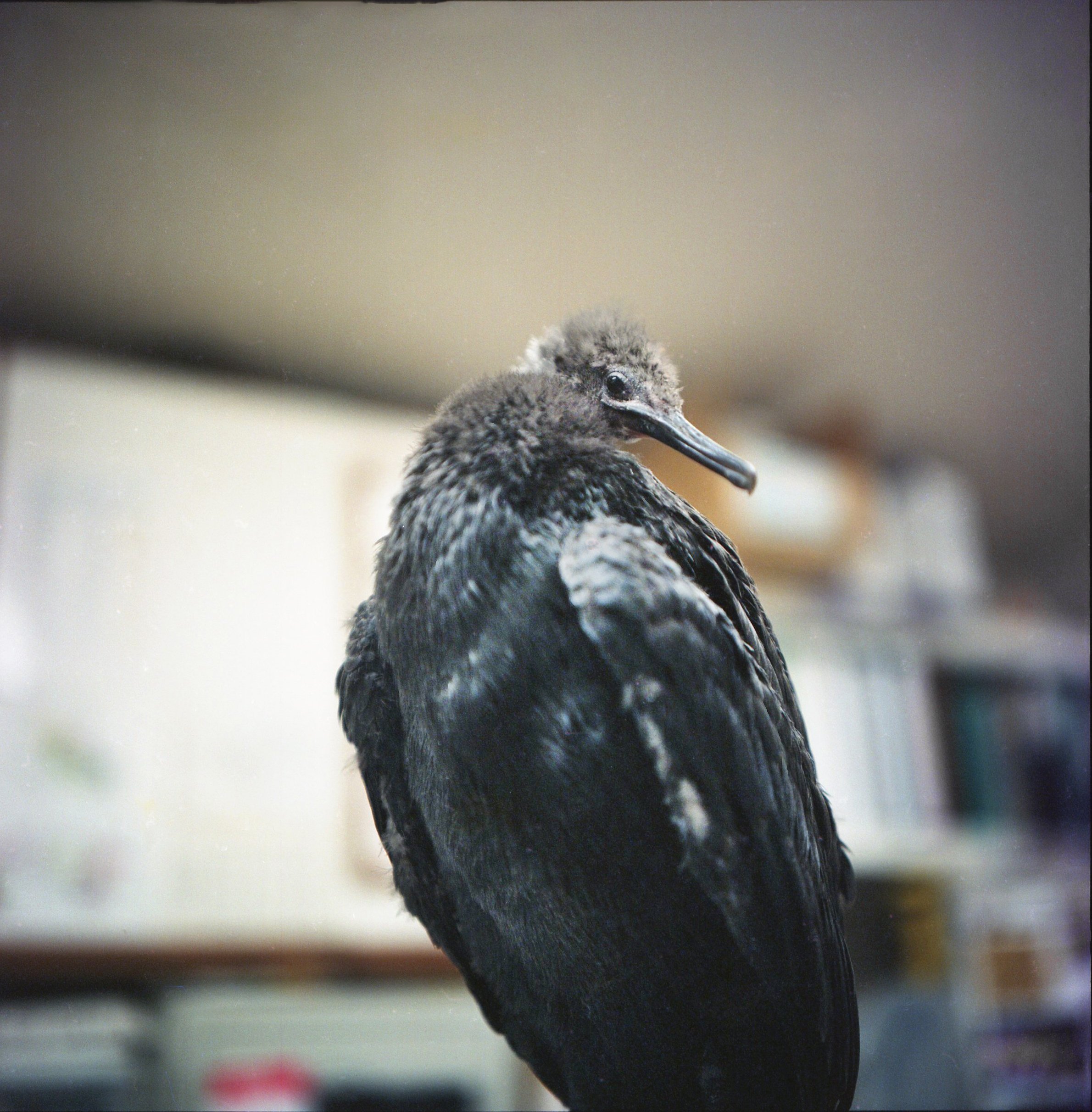 Juvenile Cormorant - Finding Trust Series