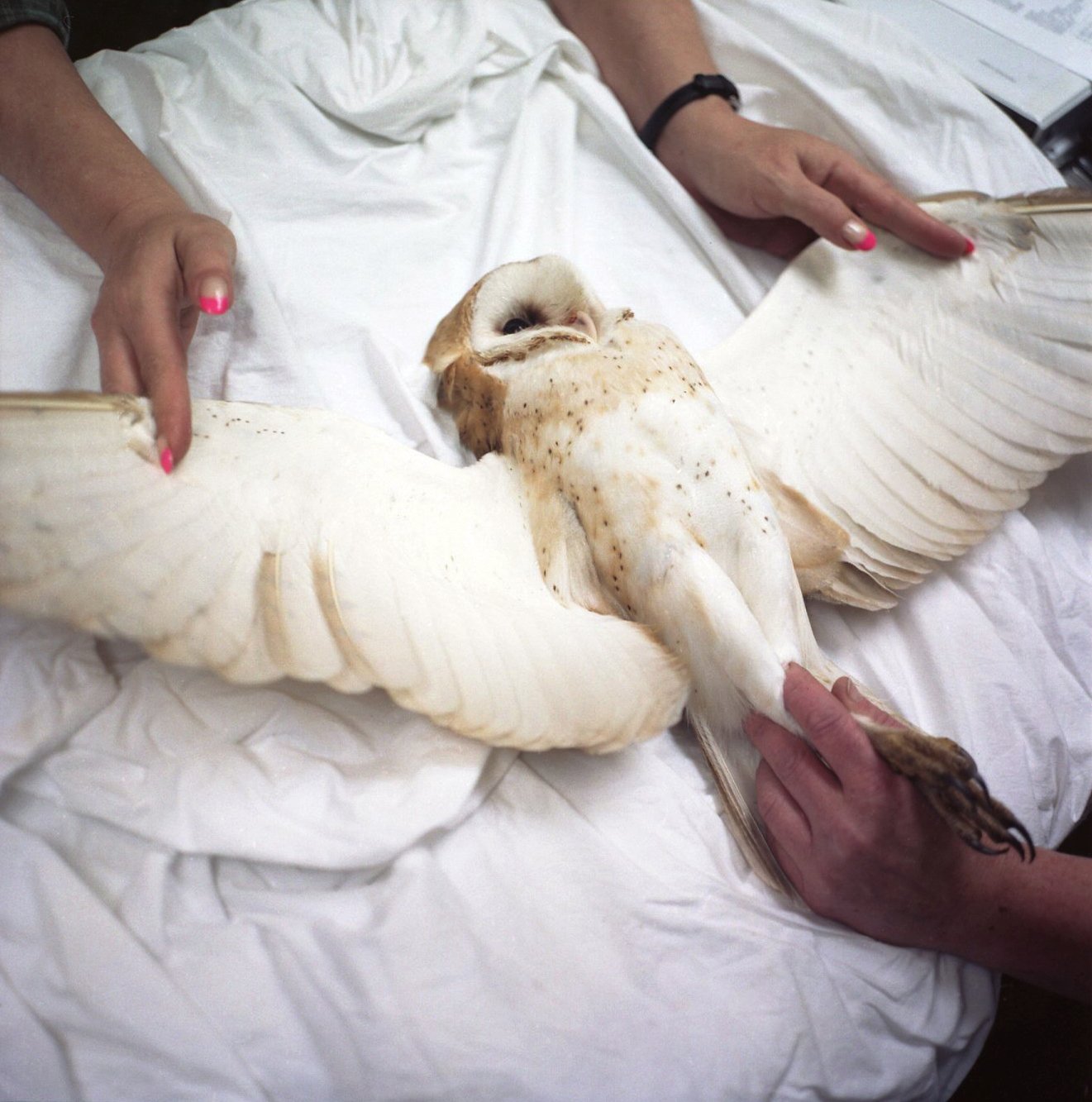 Barn Owl Examination - Finding Trust Series