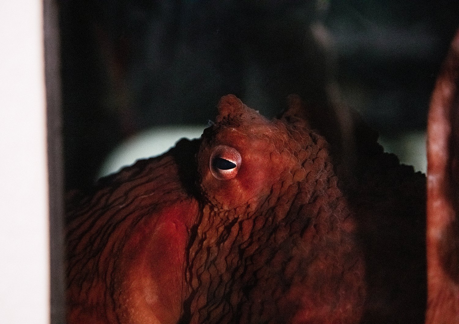 Zoey,  a giant pacific octopus at The Seattle Aquarium