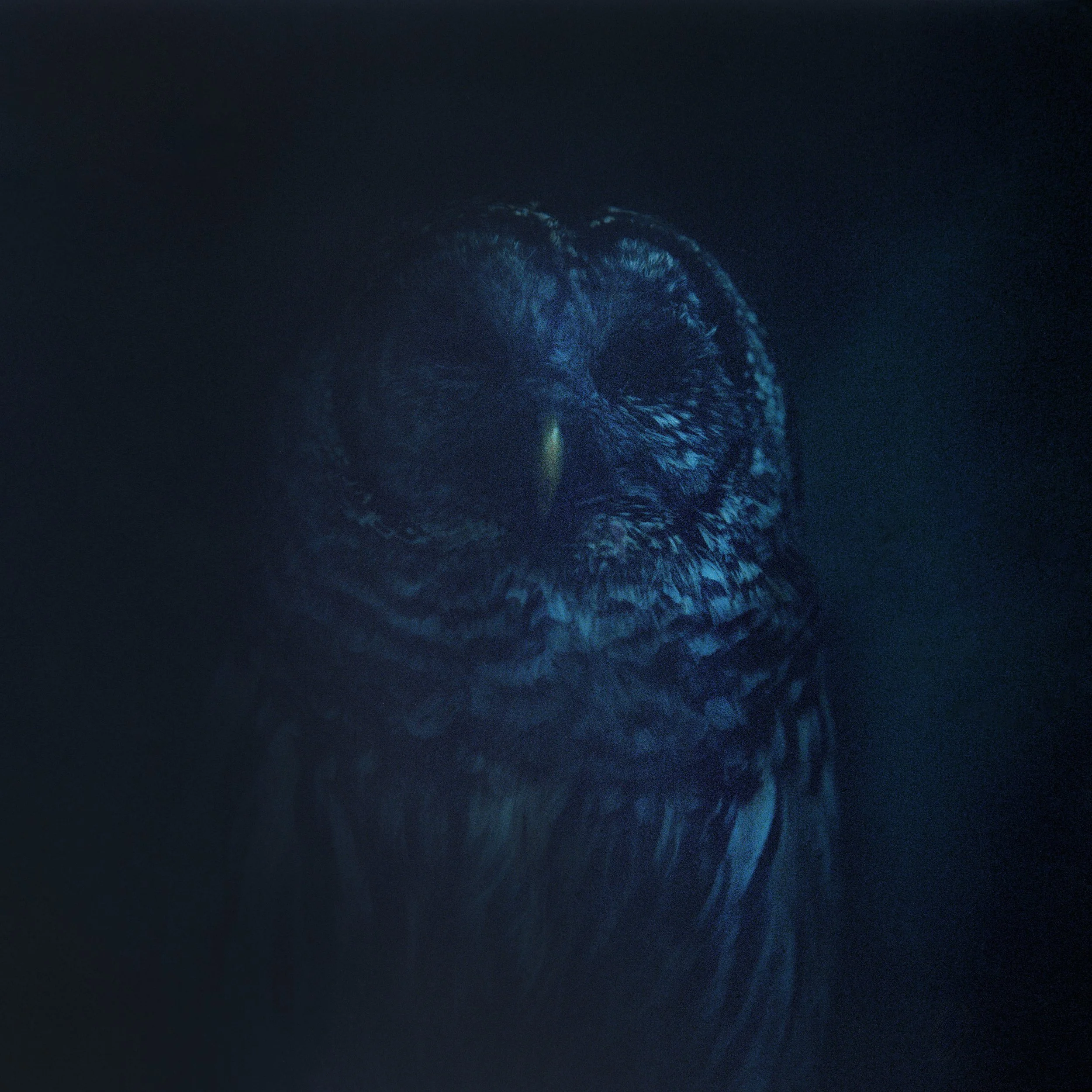 Barred Owl in Blue- Finding Trust Series 2010