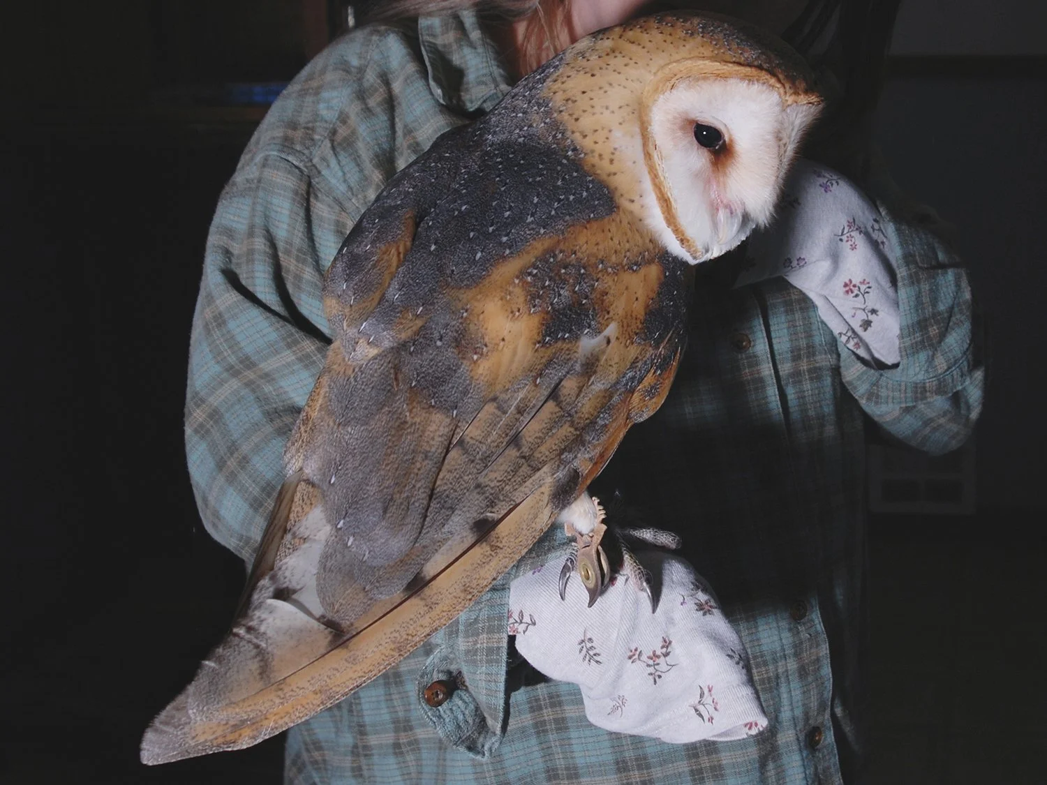 Barn Owl with Leslie, 2010