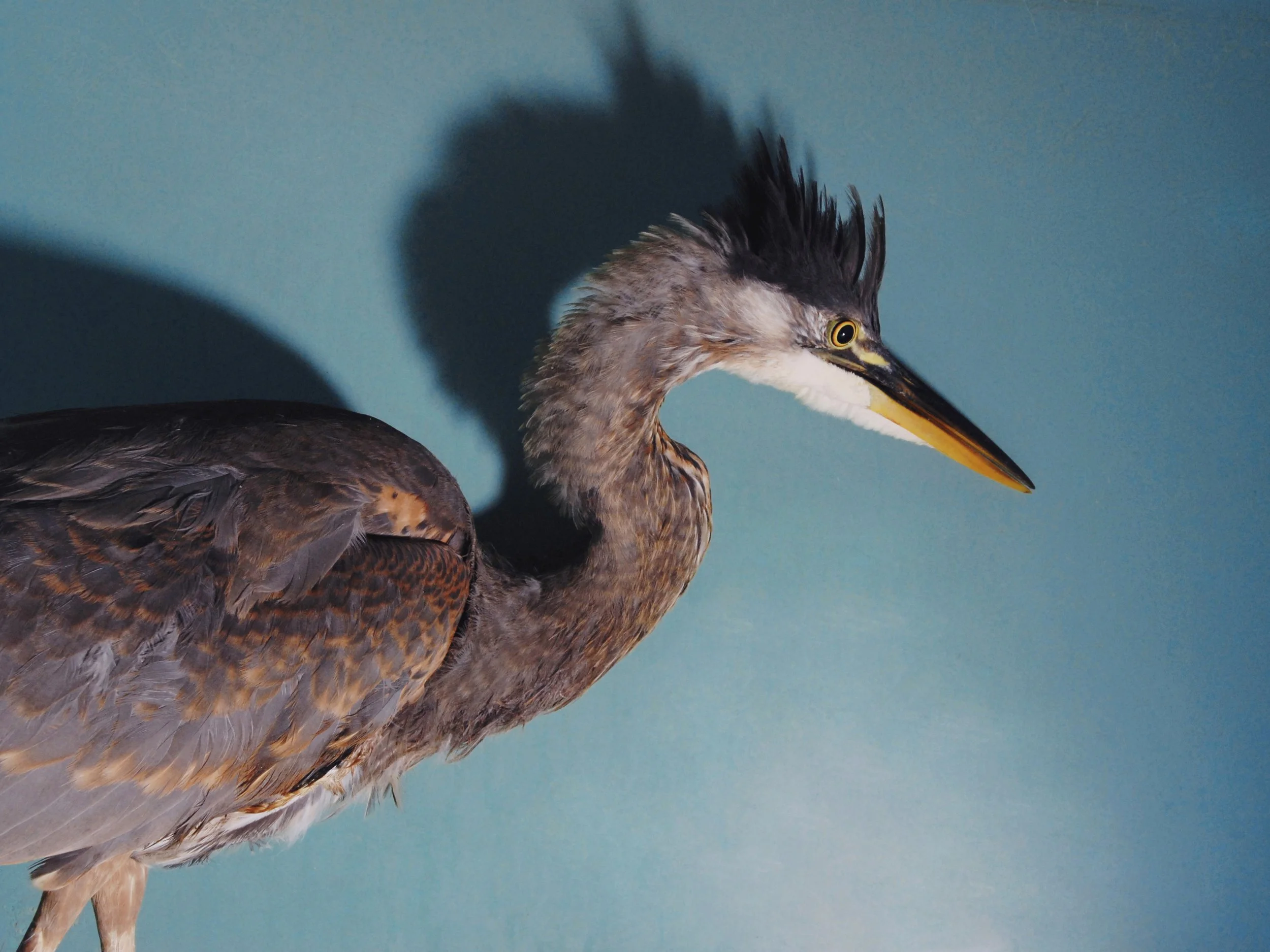 Great Blue Heron, Finding Trust 2009
