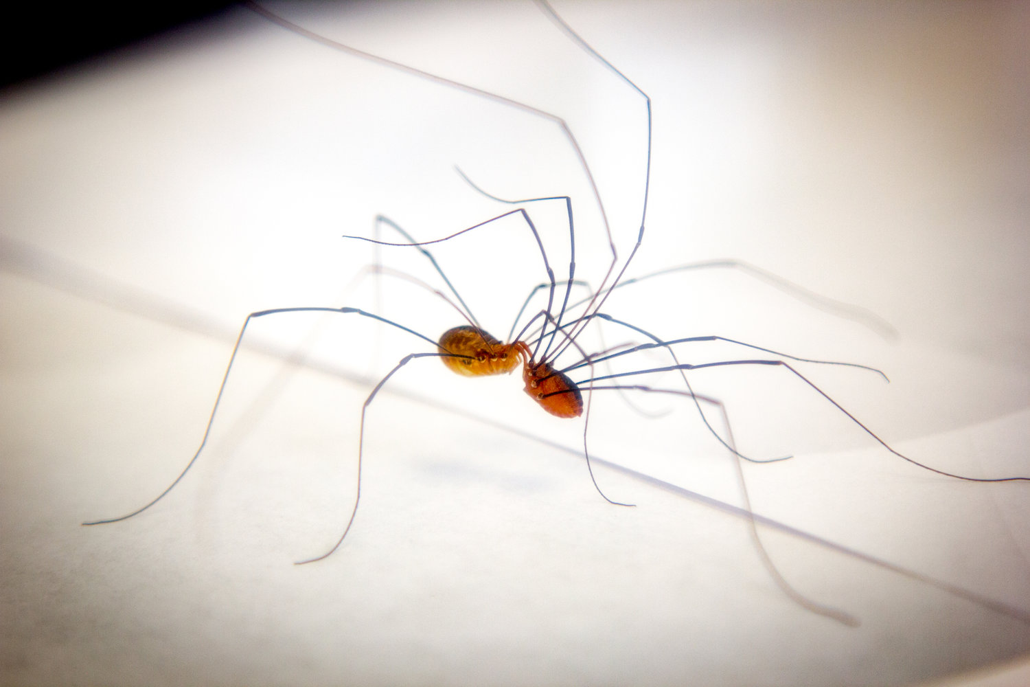 Mommy Long-Legs, This is actually a Harvestman spider. Comm…