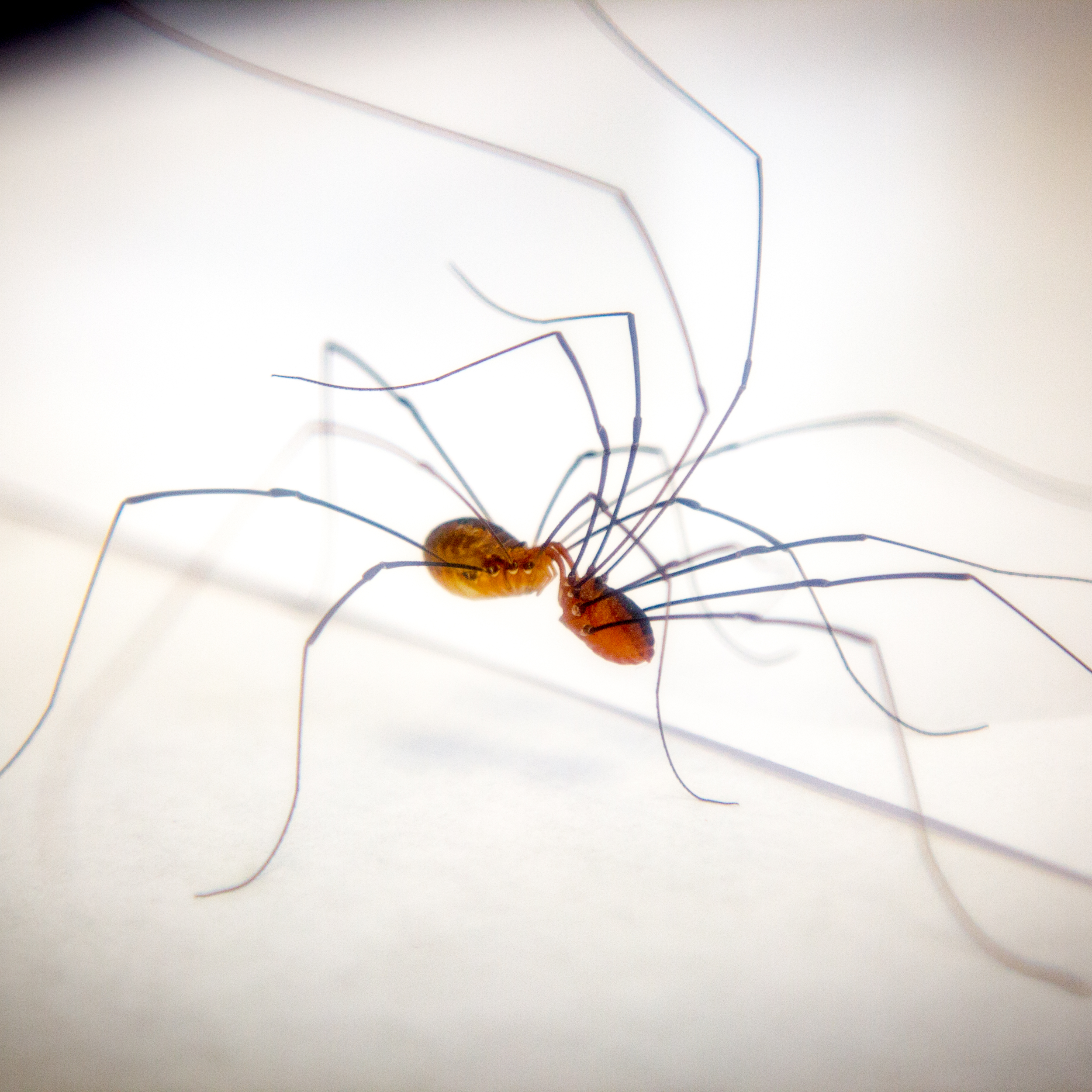 Daddy Longlegs Risk Lifeand Especially Limbto Survive