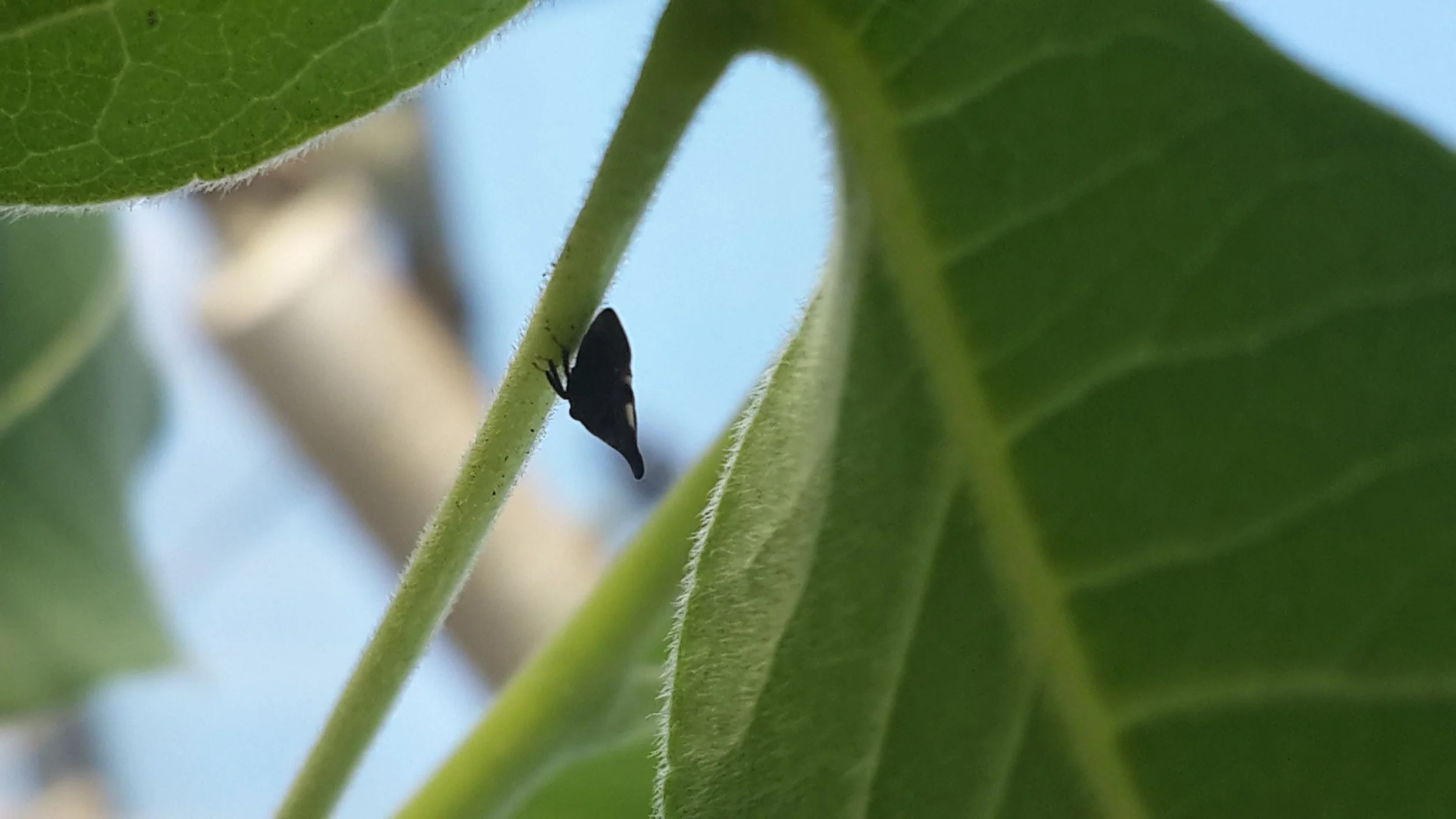 A male  Enchenopa binotata  treehopper (Hemiptera: Membraciade) on a host plant in our greenhouse. In the Fowler-Finn lab, we use treehoppers as a study system to better understand how social conditions can influence mating behavior and how environmental factors can alter mate preferences and signalling. Photo: Kasey Fowler-Finn