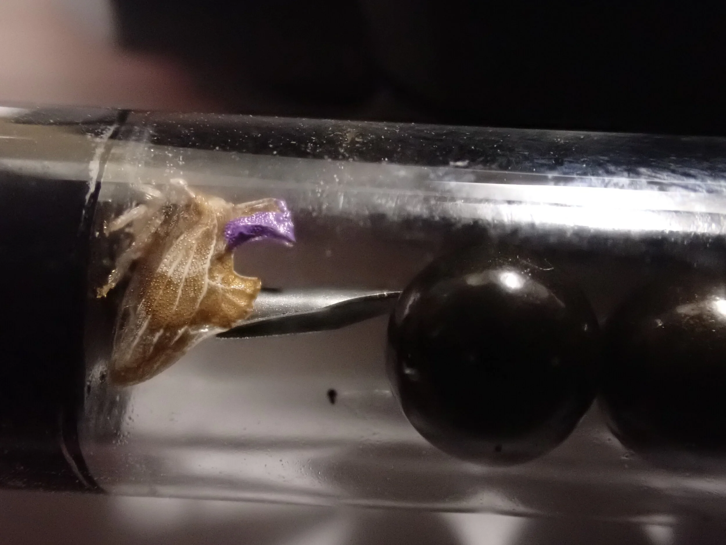  Treehopper marked with purple non-toxic paint in a respirometry set up that allows us to measure metabolic rates under different temperatures. (Image: N Leith) 