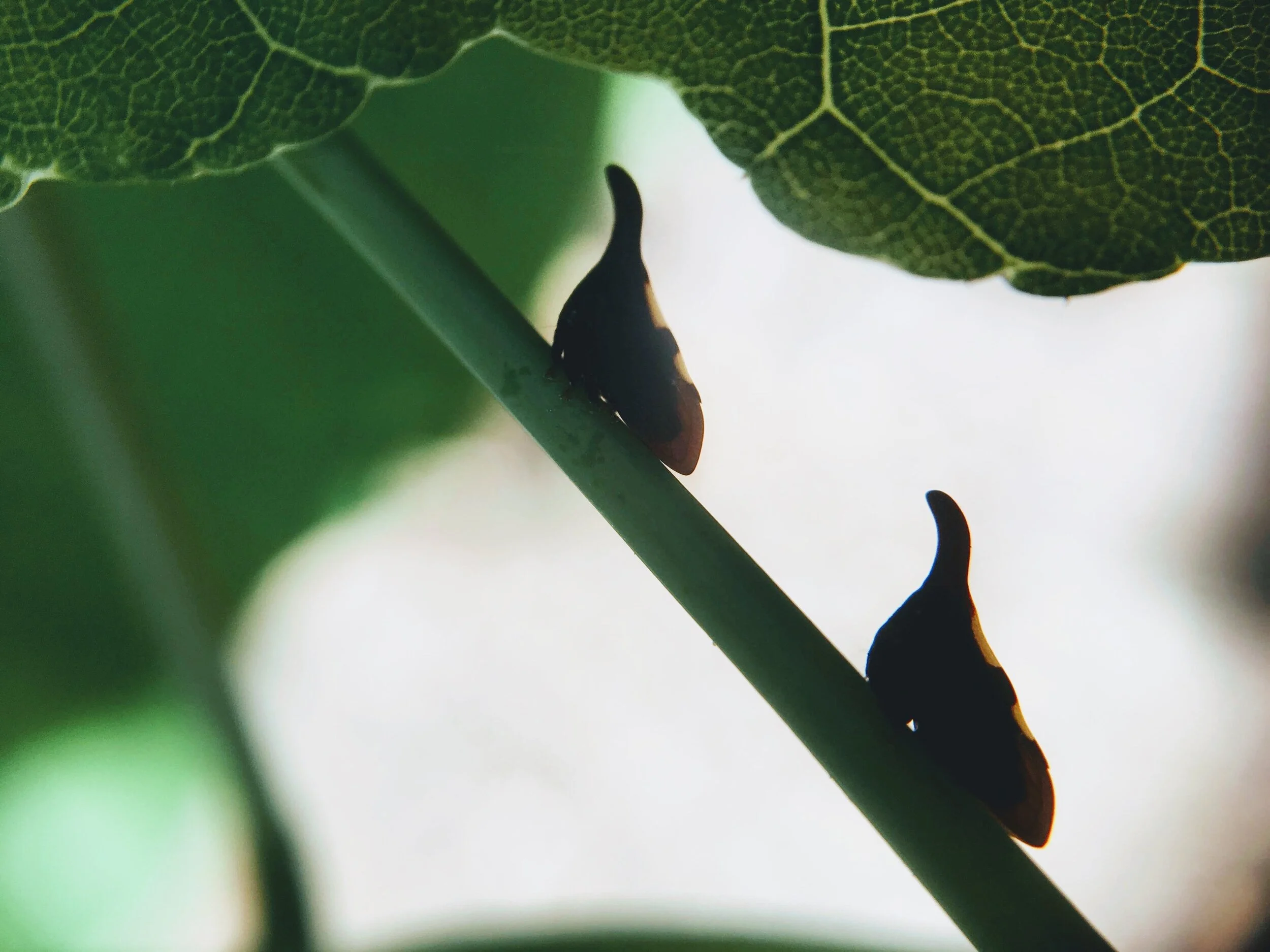  Treehoppers on a host plant 