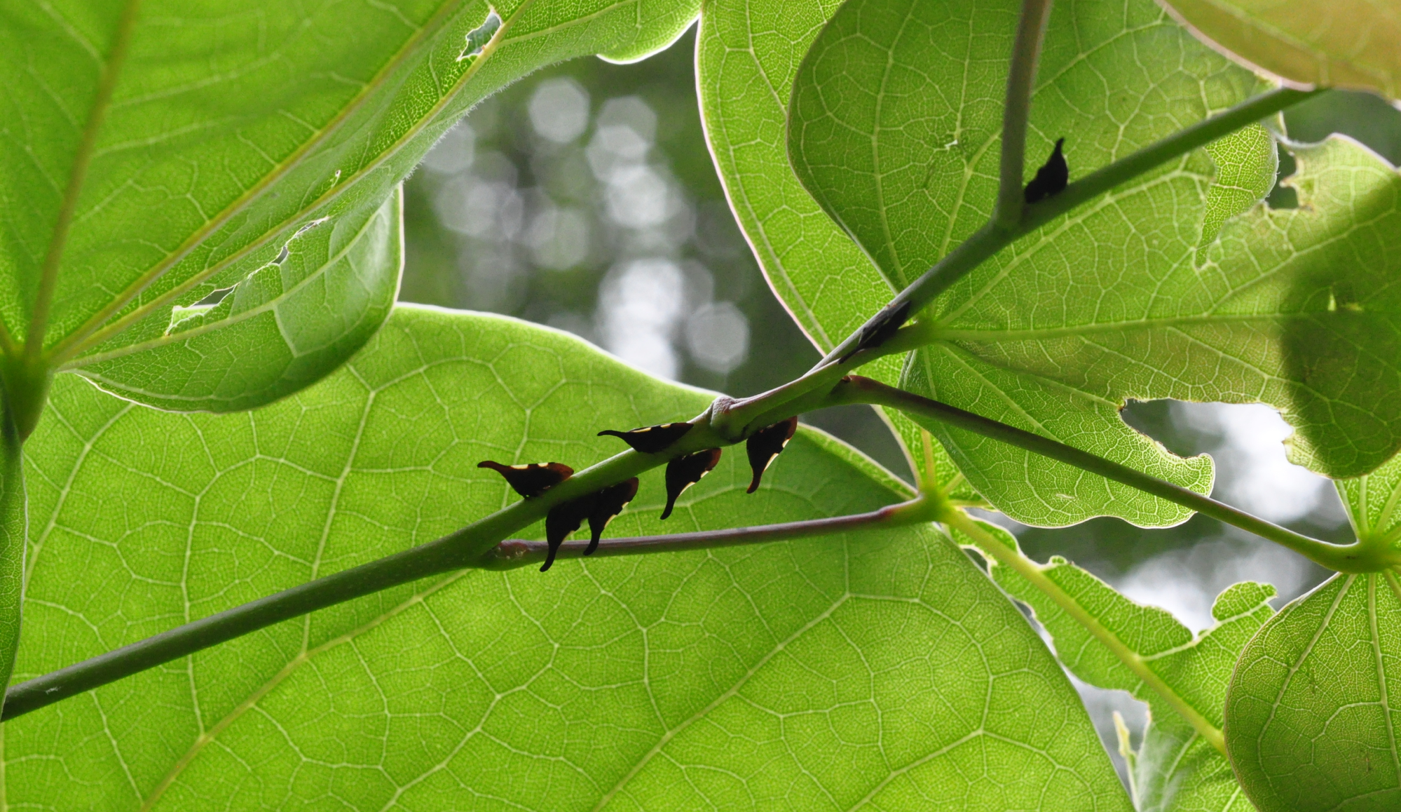  Treehoppers on a redbud host plant. Photo: M FowlerFinn 