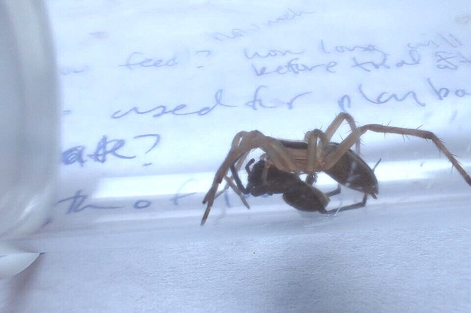  Spider Intraguild predation. Photo: L. Classen Rodriguez 