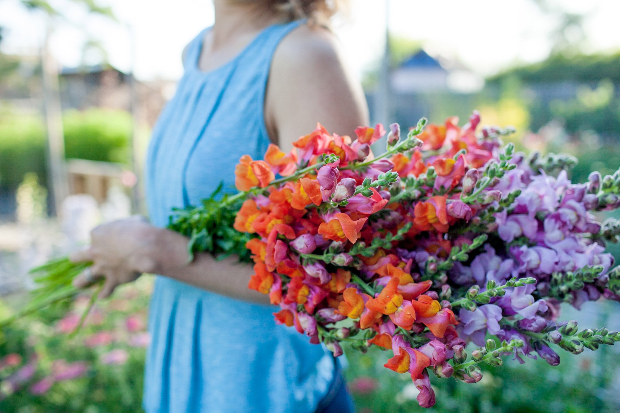 flower-farmer-snapdragons.jpg