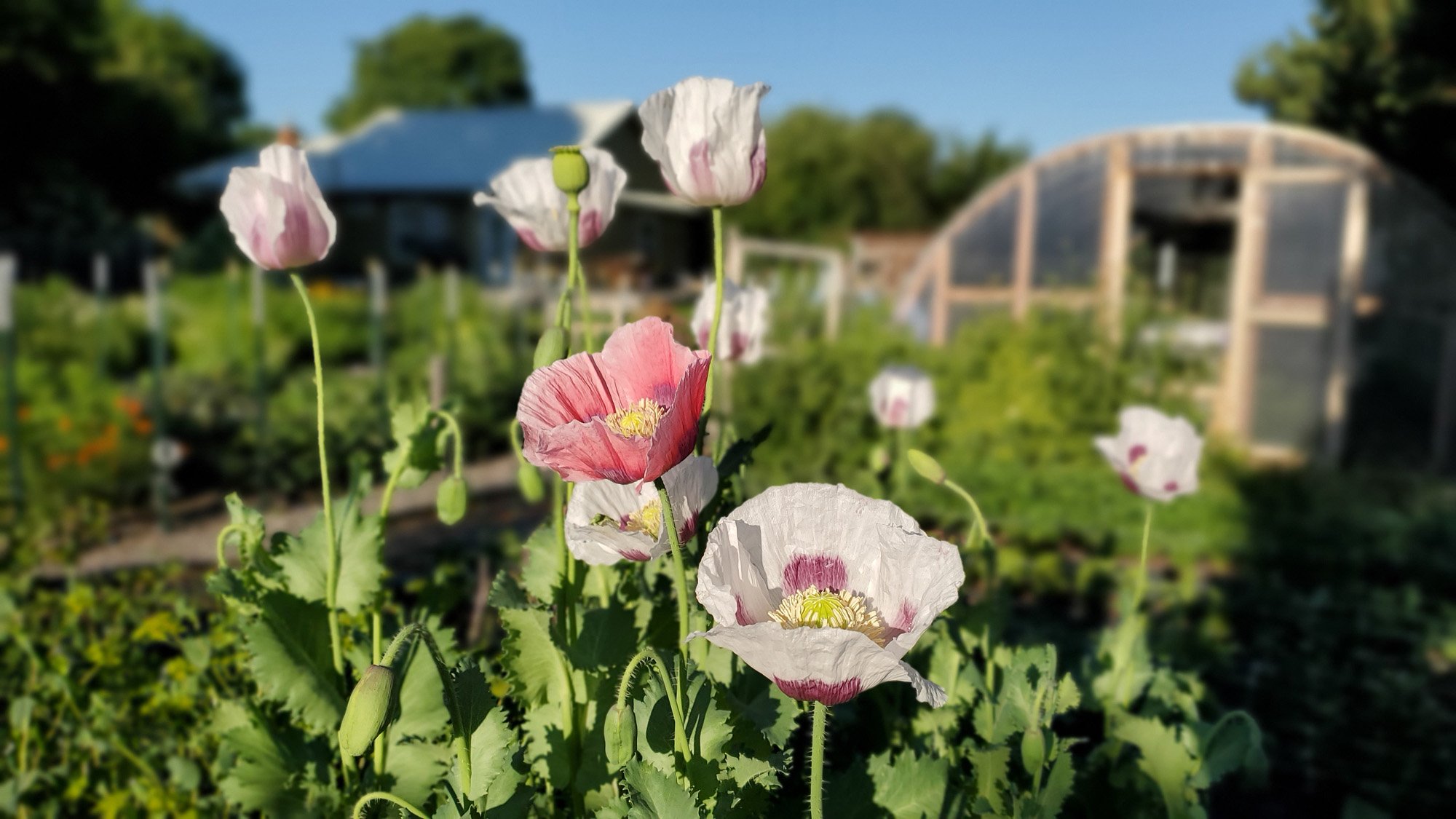 flower-farm-poppies.jpg