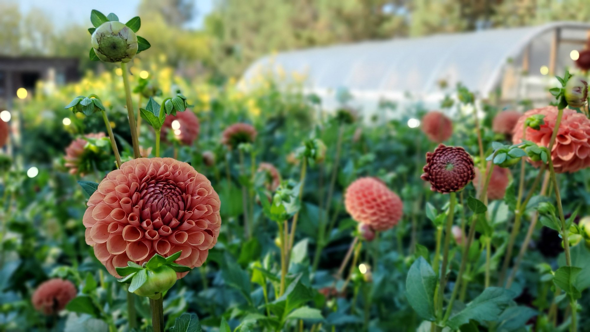 dahlias-hoophouse.jpg