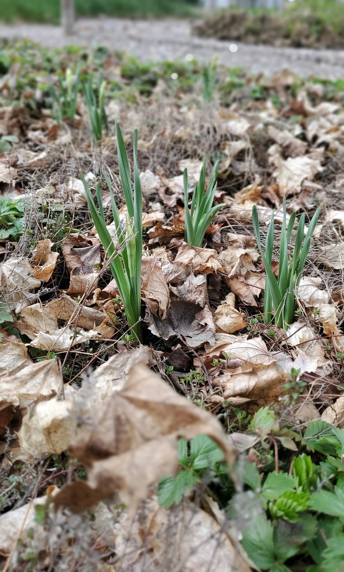 spring-bulbs-and-mulch.jpg