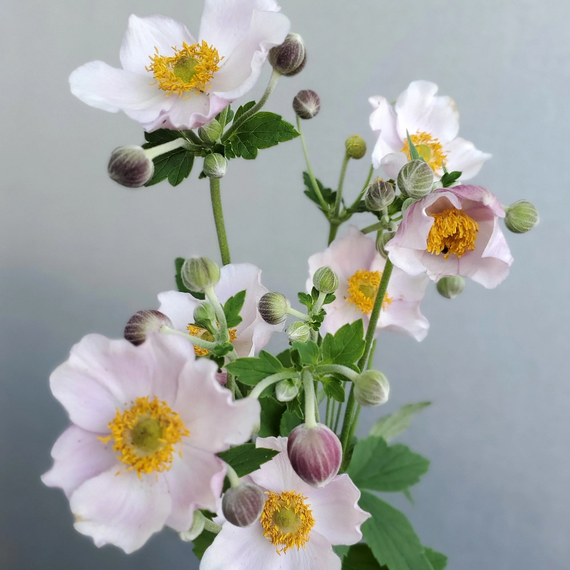 Perennial Favorites