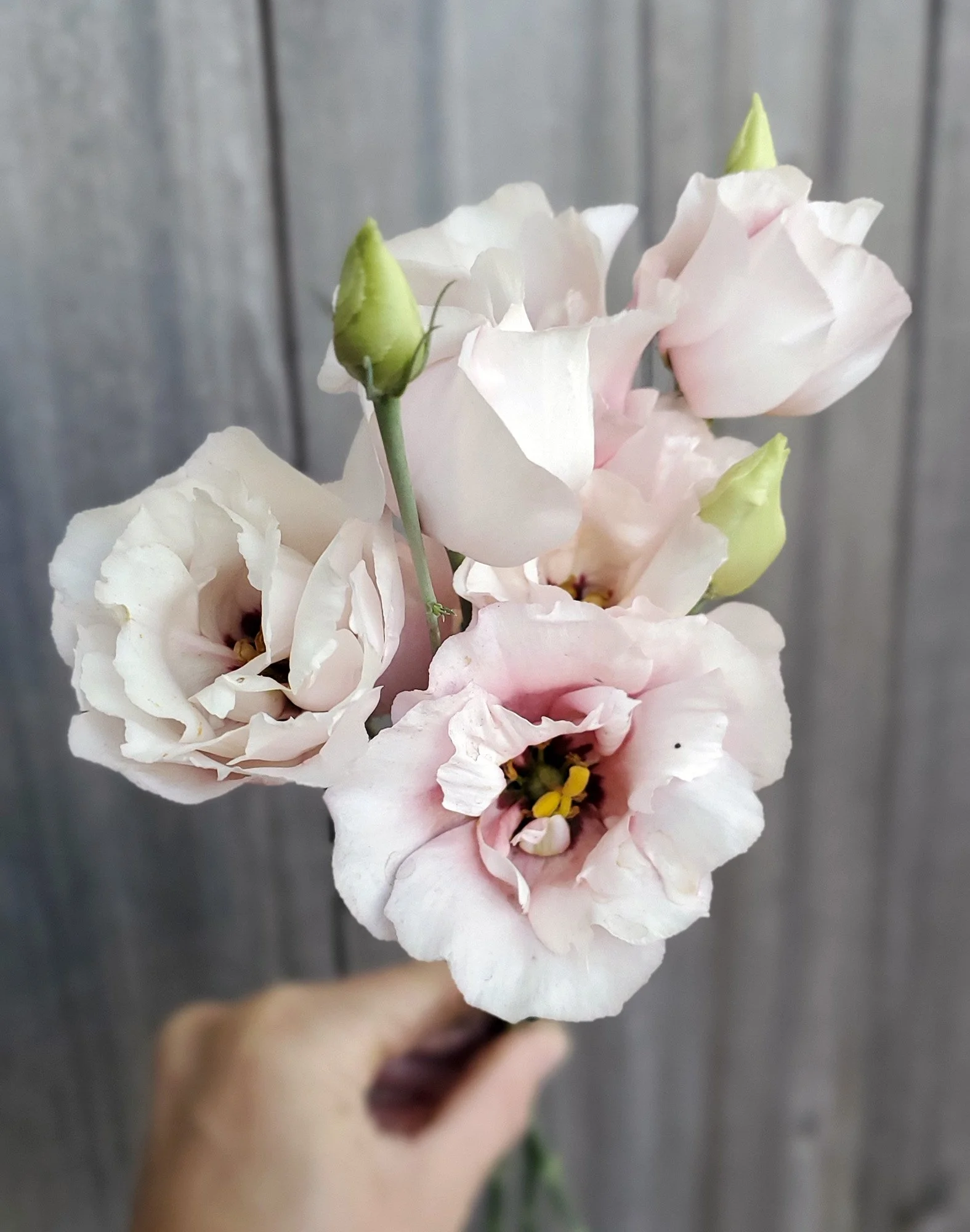 Lisianthus 'Corelli Light Pink'