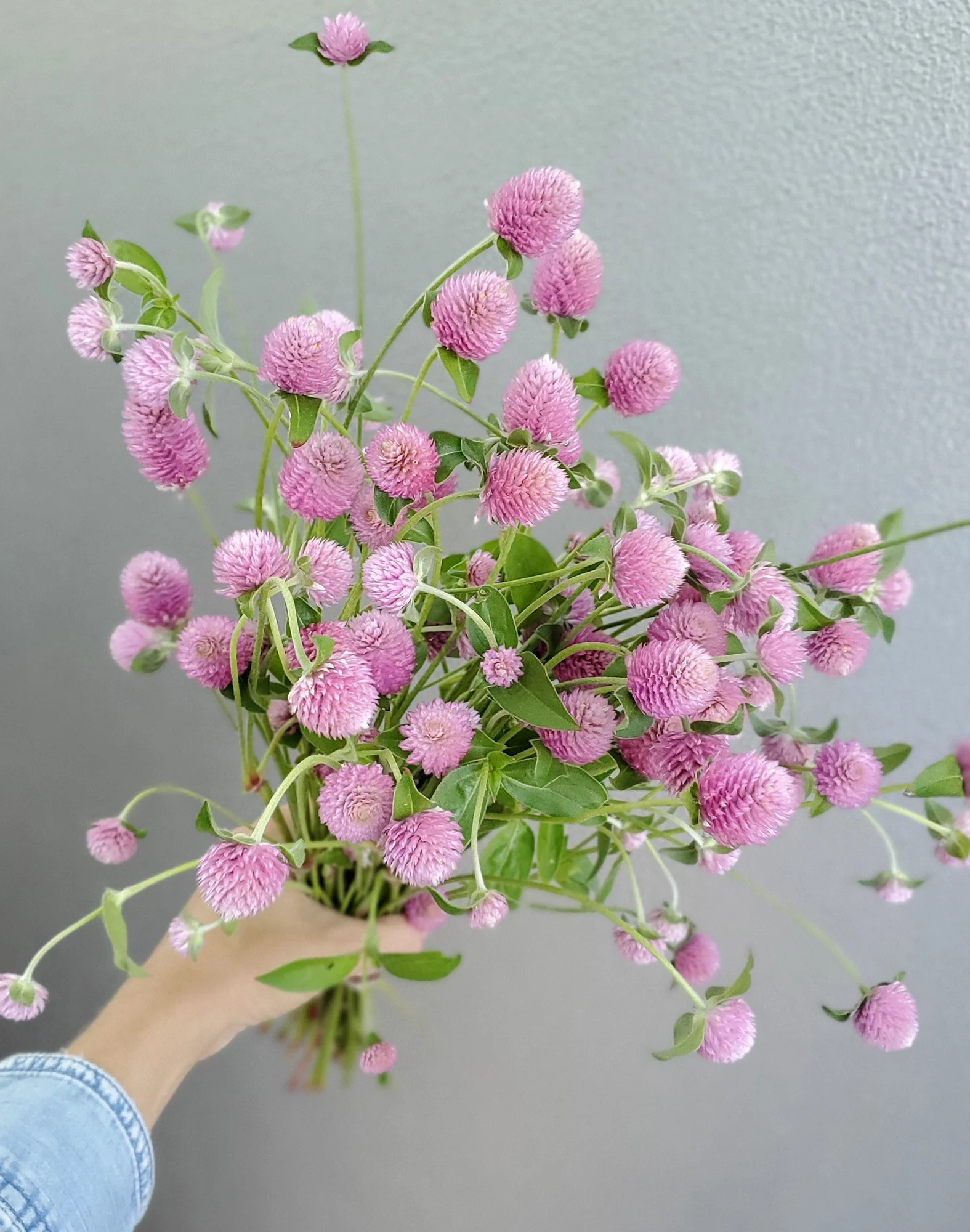 Gomphrena 'Salmon Pastel'