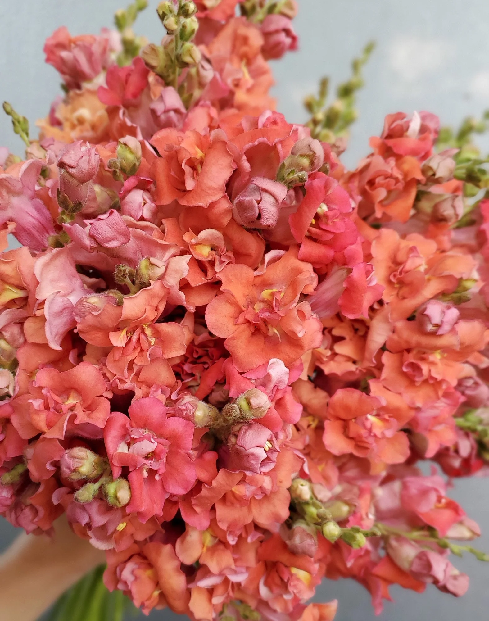 Snapdragon 'Madame Butterfly Bronze'