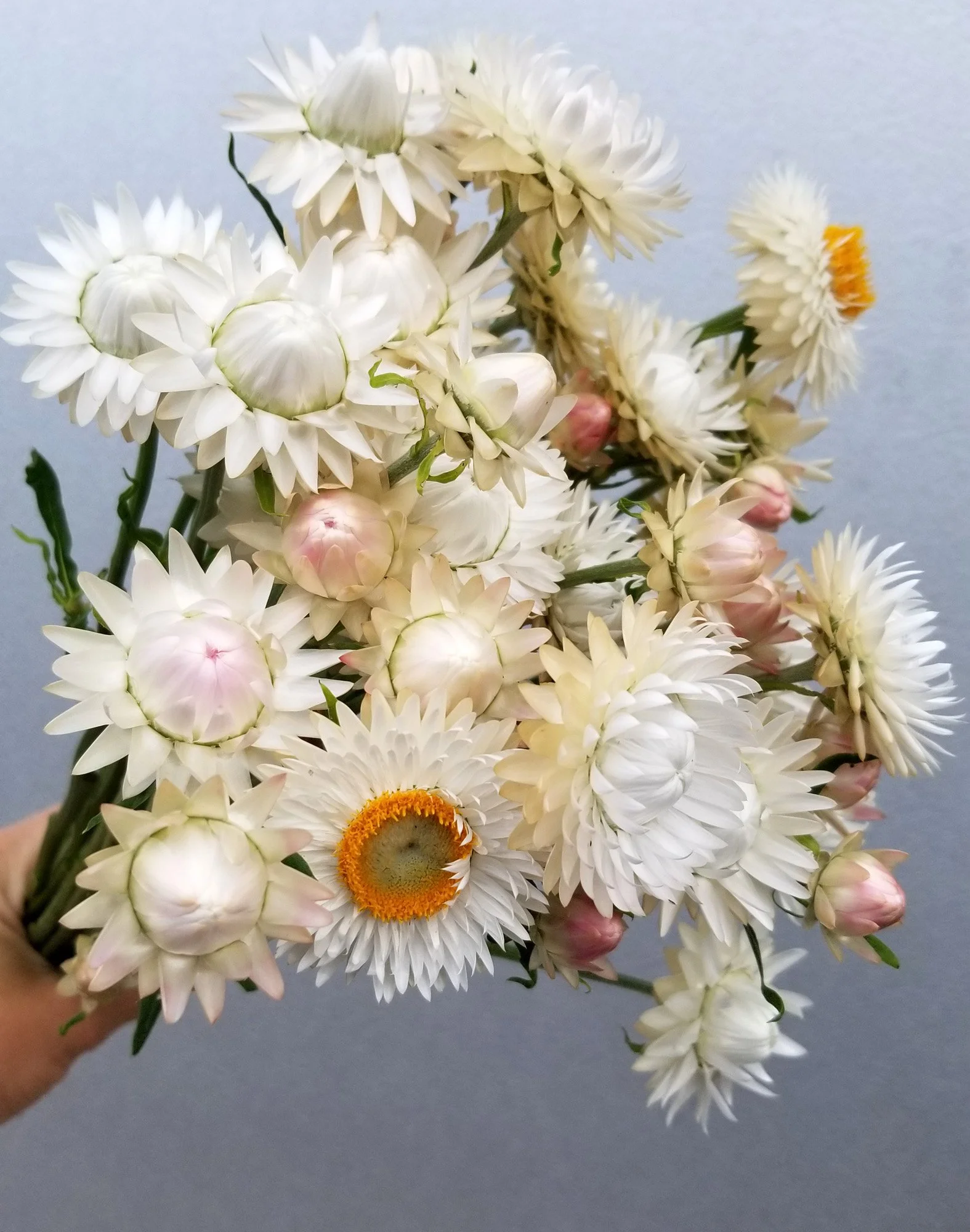 Strawflower 'King Size White'