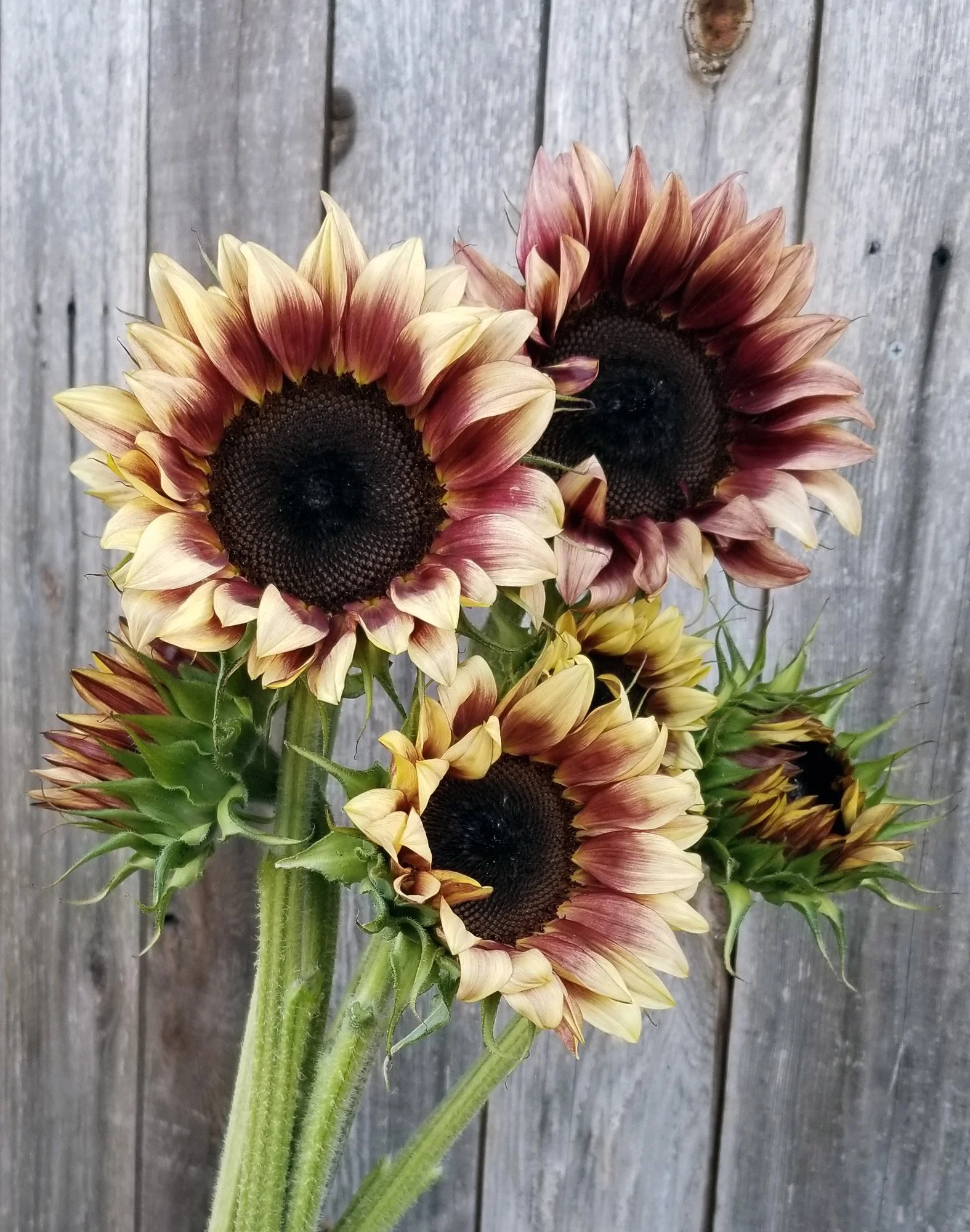 Sunflower 'Pro Cut Plum'
