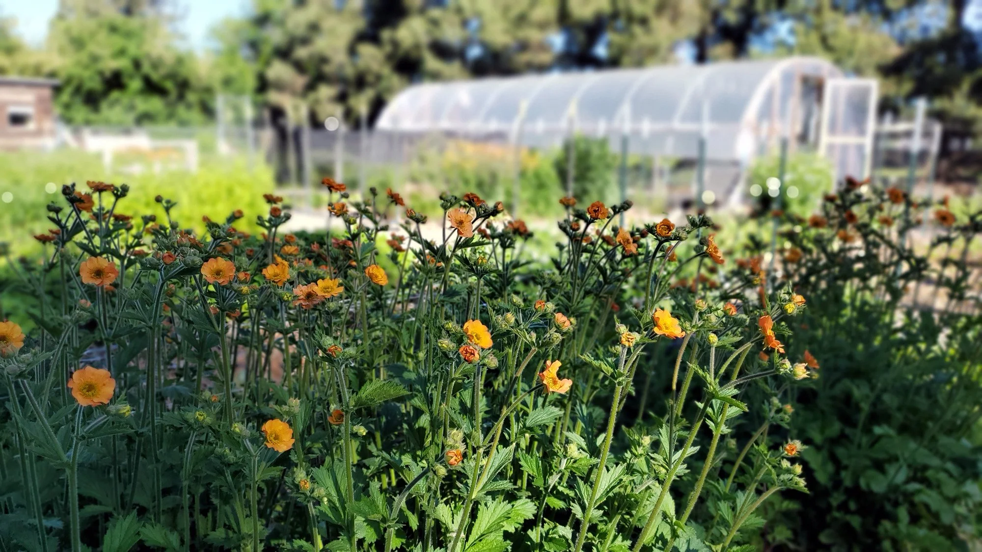 geum-high tunnel.jpg