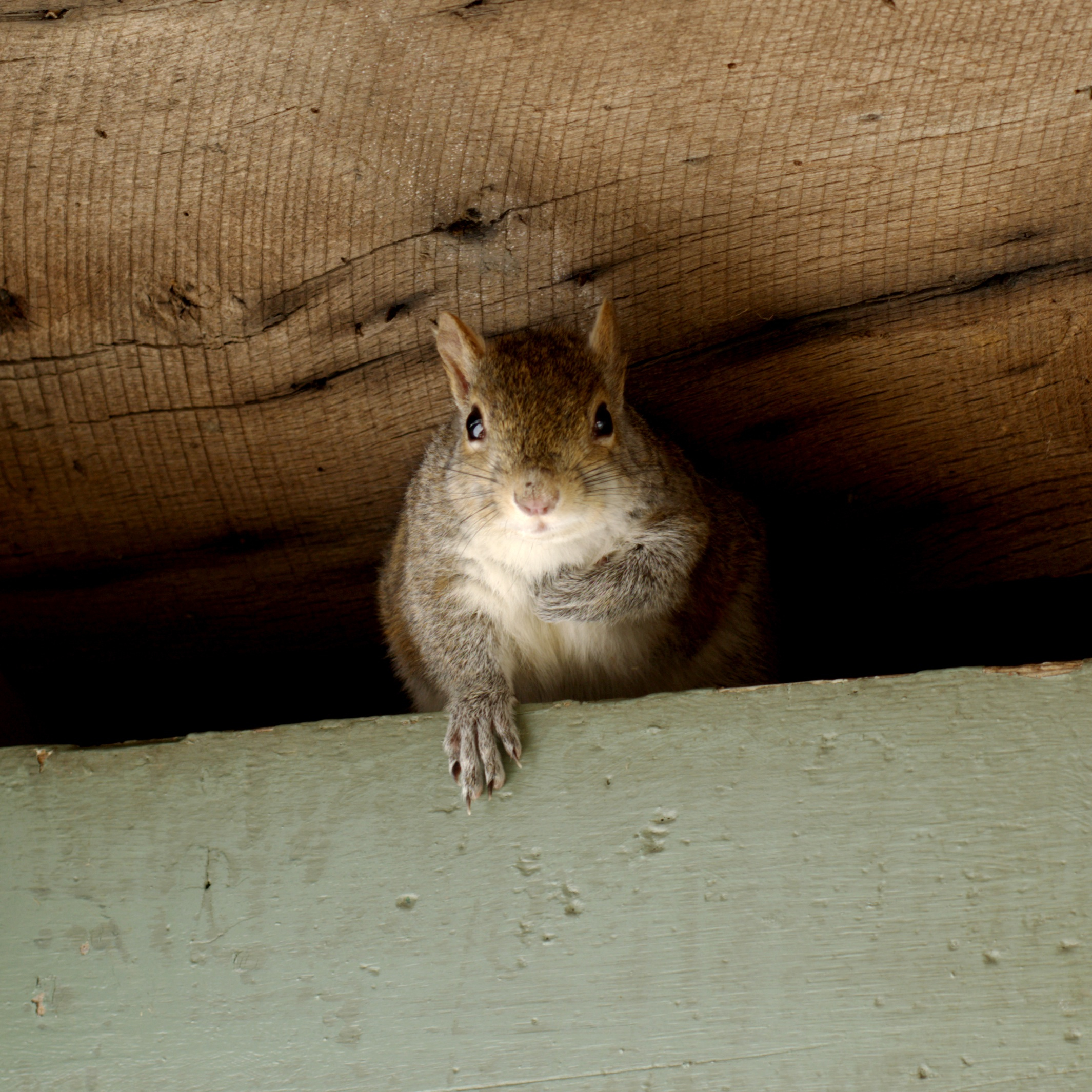 Attic Critters