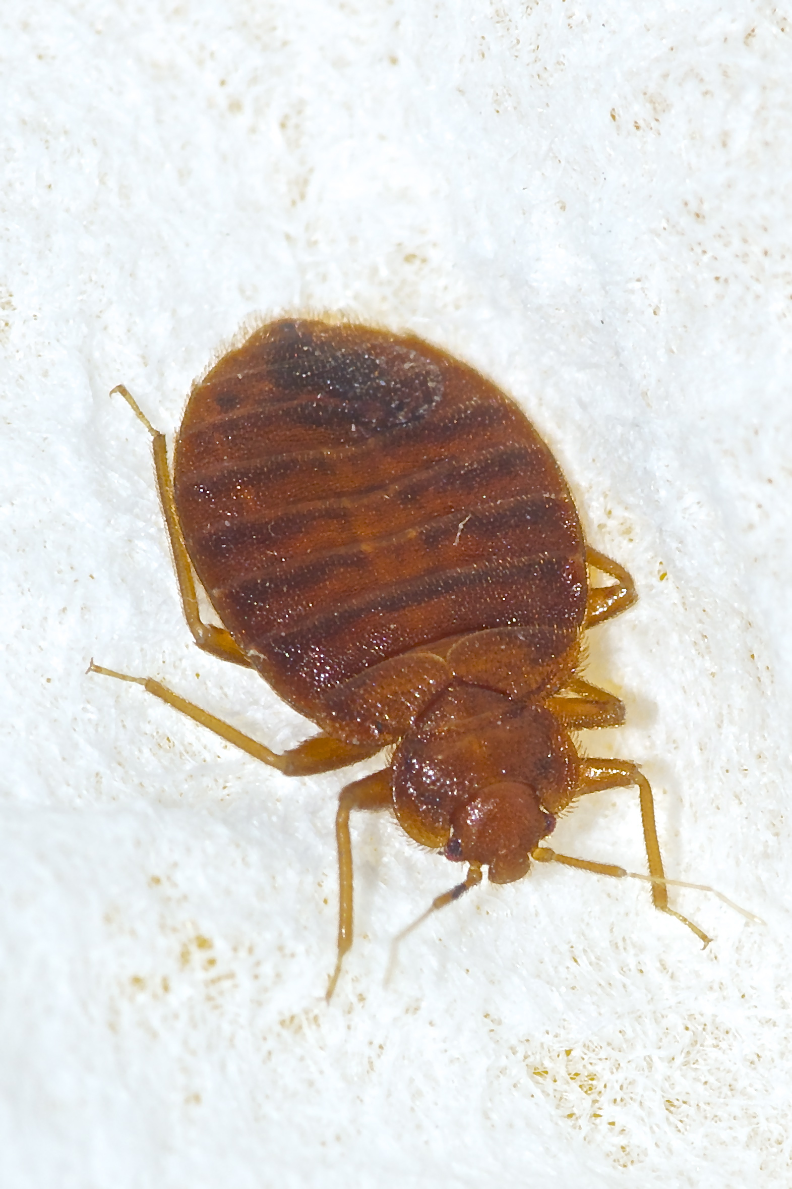 Bed Bugs
