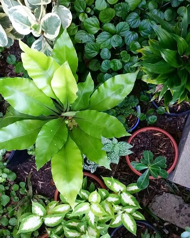 🌿🌿🌿