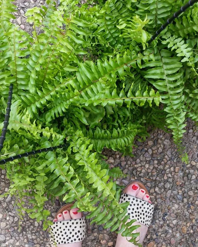I brought these two girls home recently (the shoes are new too but I'm talking about the ferns!). Had been a bit nervous about owning ferns after my bad experience with maidenhairs but have managed to keep these and two other enormous Boston ferns al