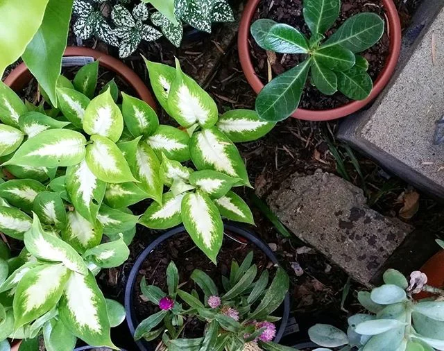 🌿🍃🌿