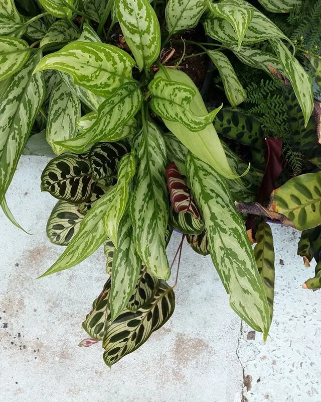 🌿🌱🌿